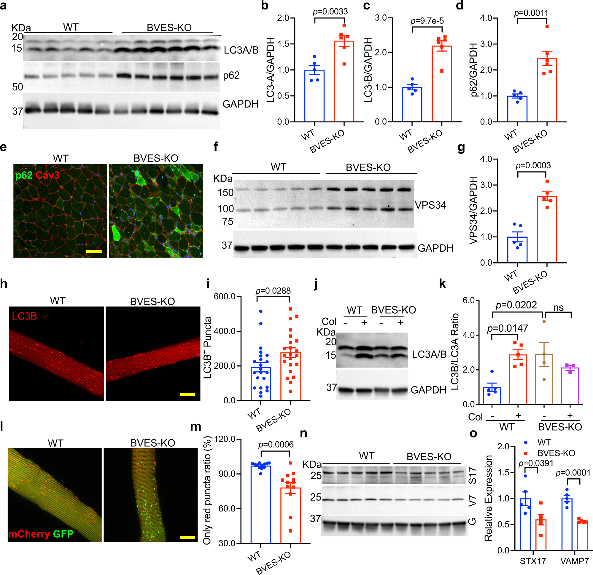 Fig. 6: BVES Disruption suppresses the autophagic execution.