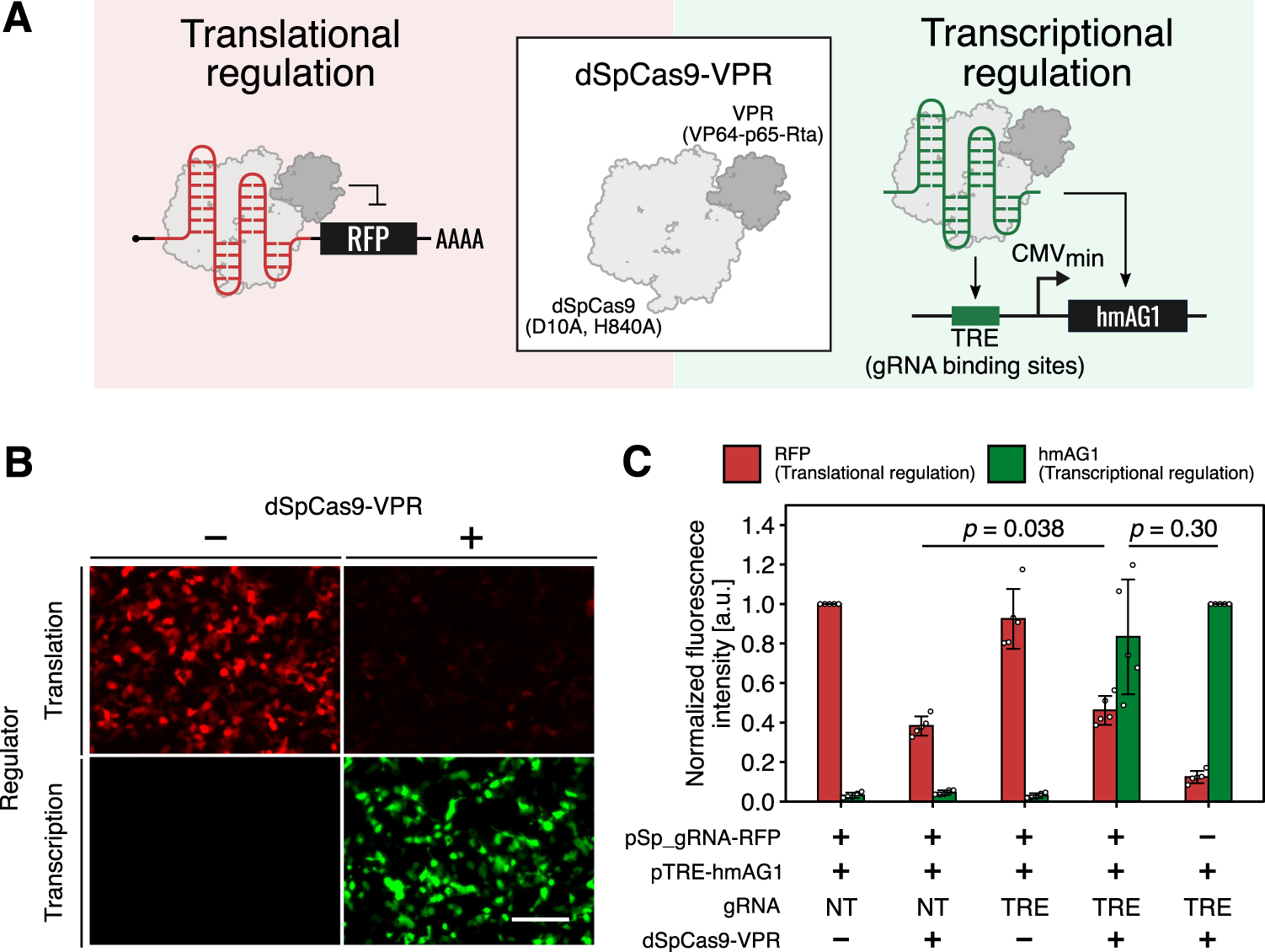 Fig. 5: Simultaneous regulation of transcription and translation with transcription-factor fused, catalytically dead SpCas9.