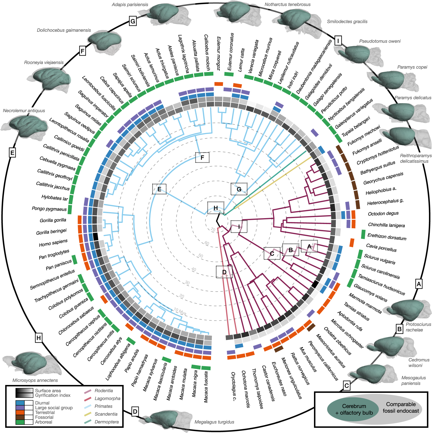 Evolution of cortical geometry and its link to function, behaviour and  ecology | Nature Communications