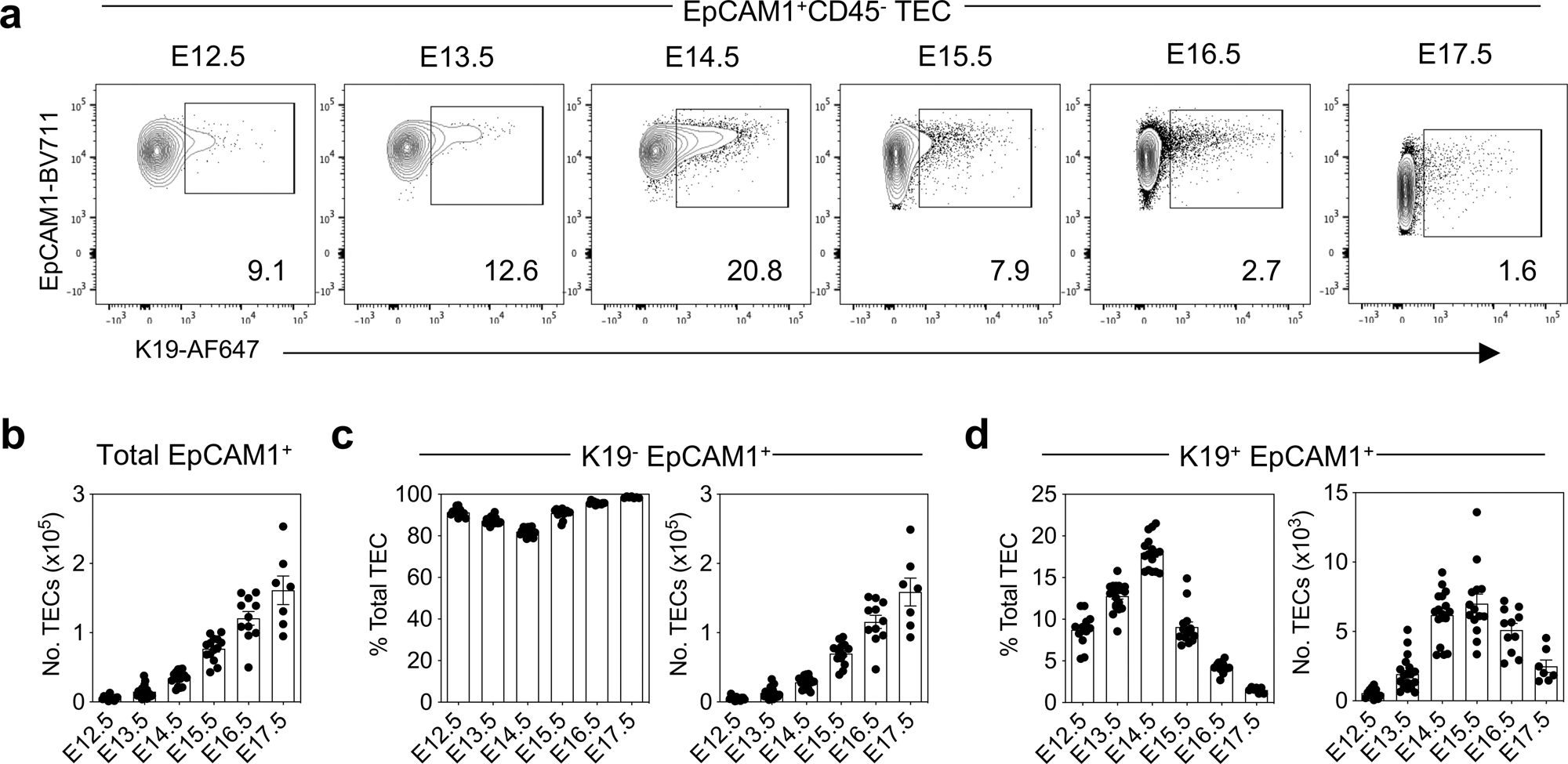 Fig. 1: K19 is expressed by a subset of embryonic TEC.