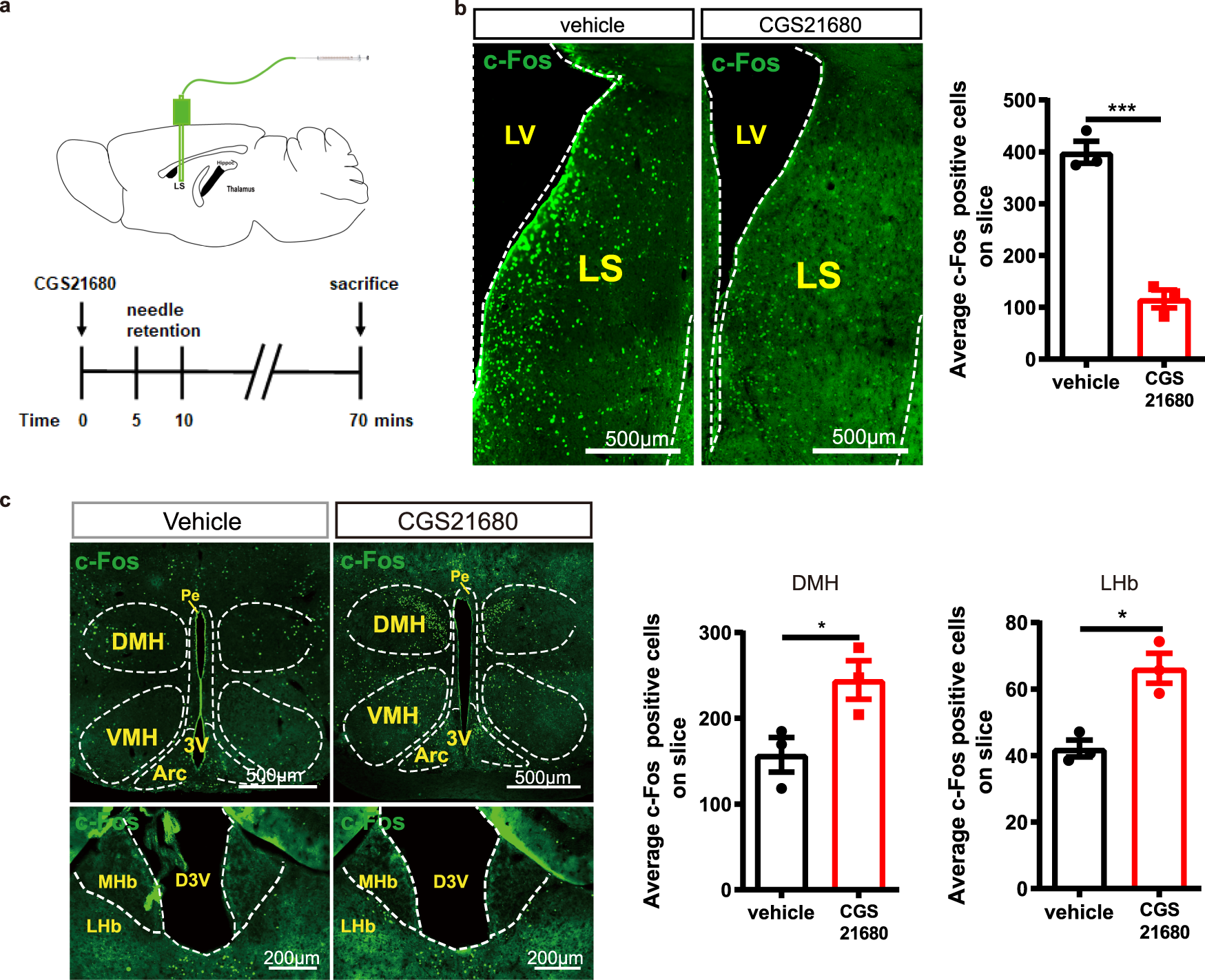 Fig. 3: The injection of the A2AR agonist CGS21680 into the lateral septum (LS) suppresses c-Fos expression in the LS and increases c-Fos expression in the lateral habenula (LHb) and dorsomedial hypothalamus (DMH).