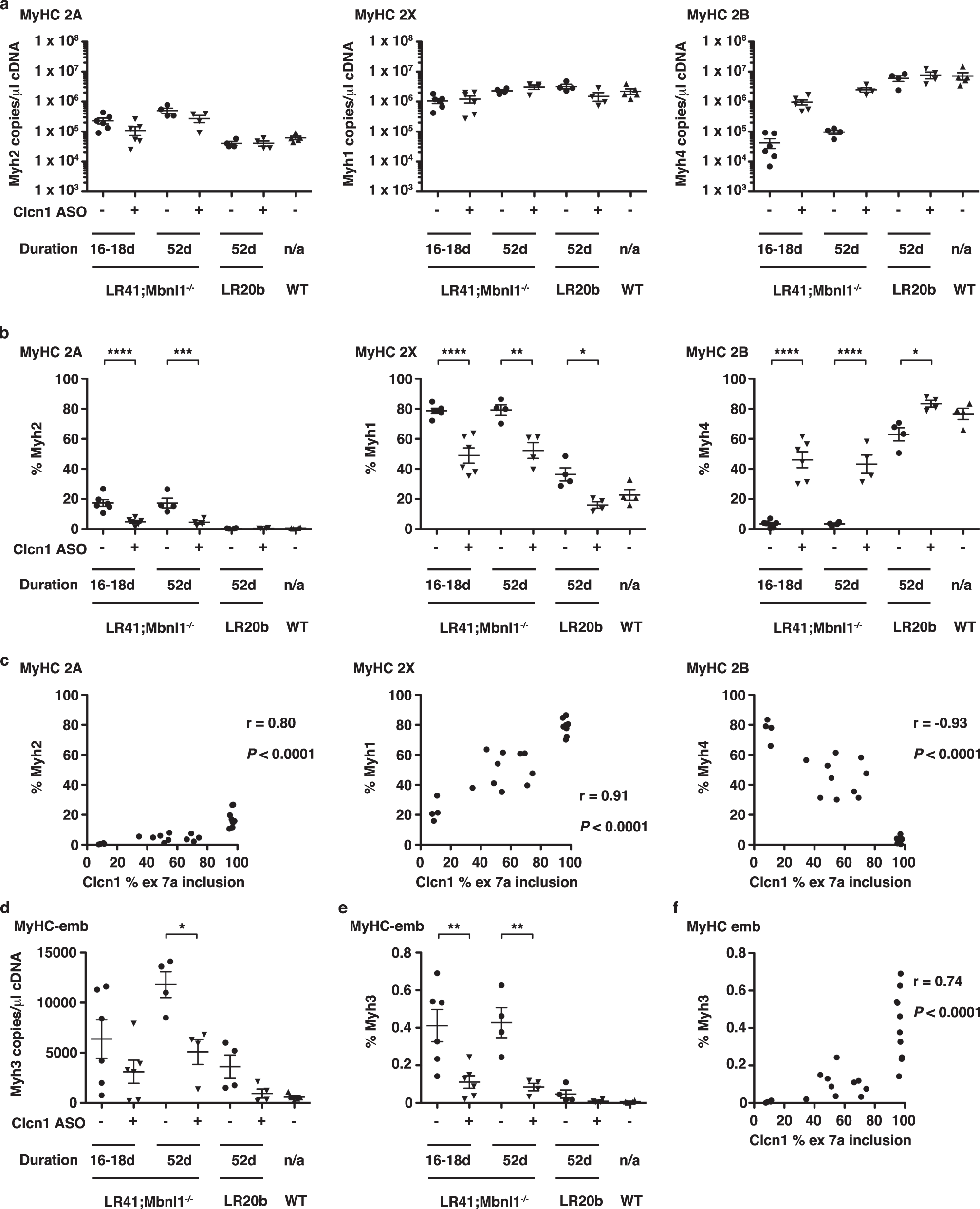 Fig. 5: ddPCR quantification of MyHC gene expression in treated muscles.