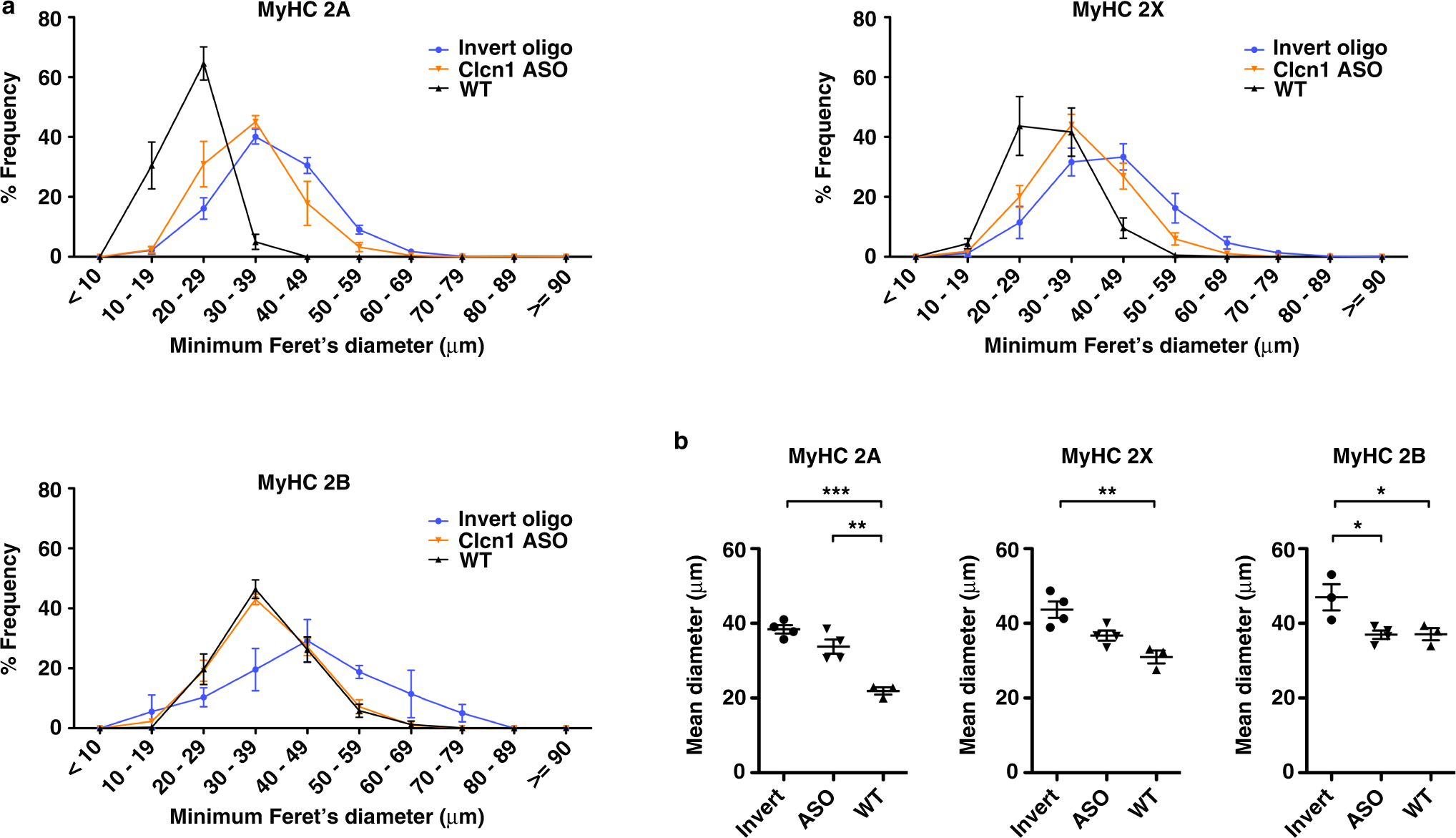 Fig. 7: Fiber diameter in treated muscles.