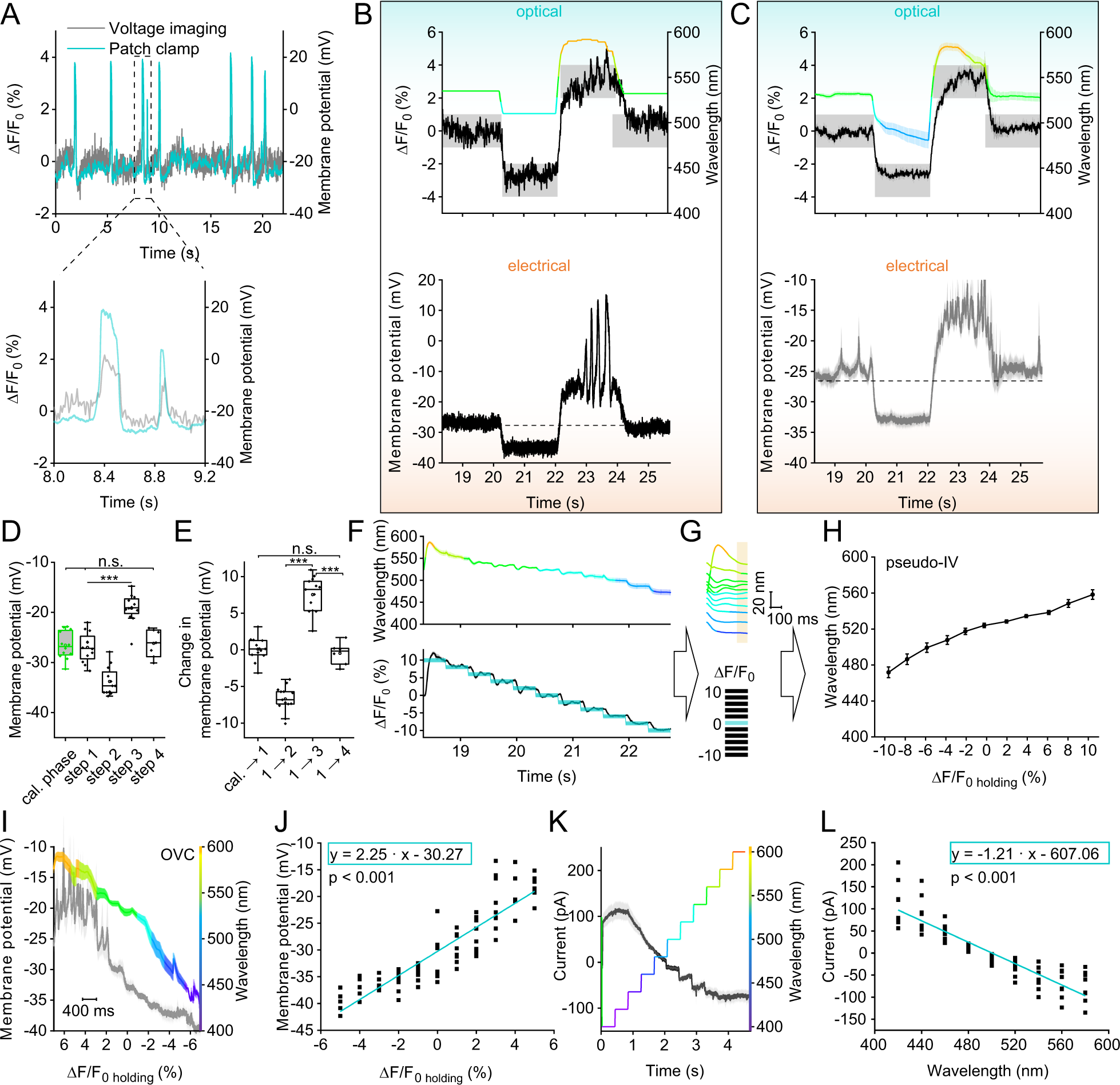 Fig. 2: Bi-directional optical clamping and calibration of membrane voltage and currents in BWMs.