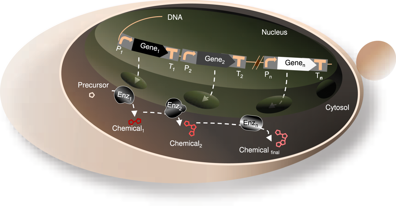 Life-cycle assessment of yeast-based single-cell protein