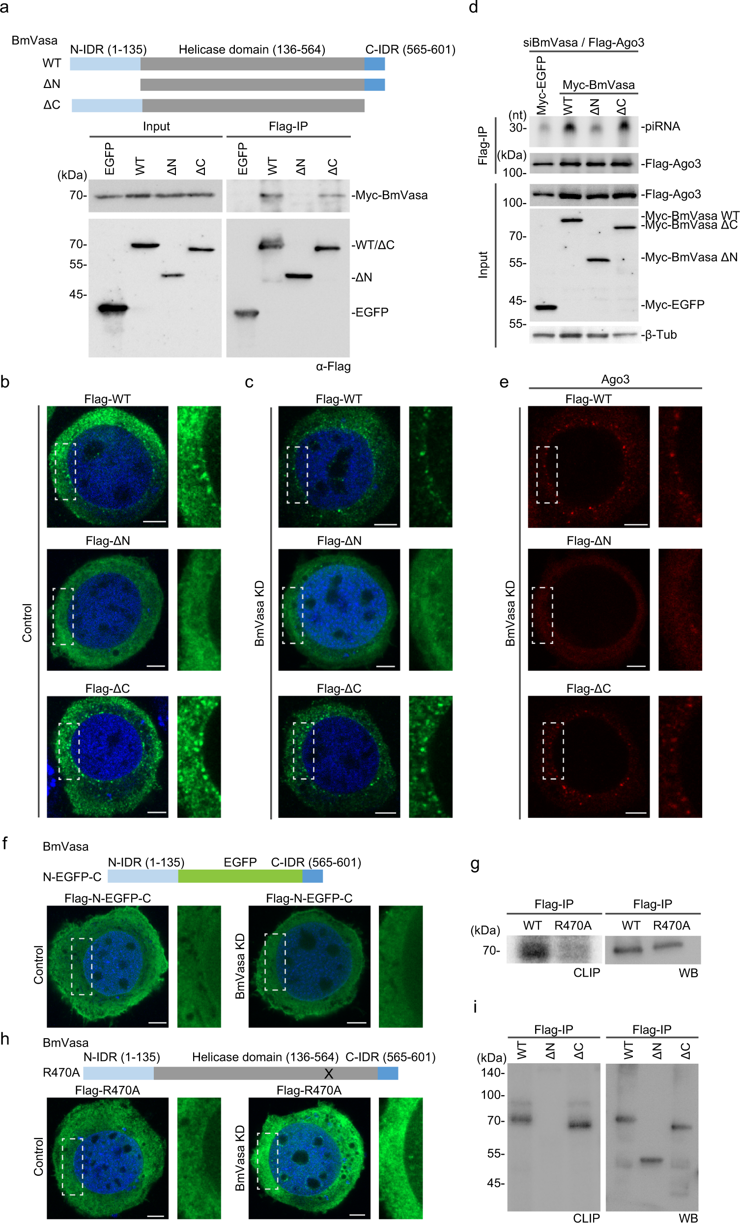 Cell cycle-specific phase separation regulated by protein charge blockiness