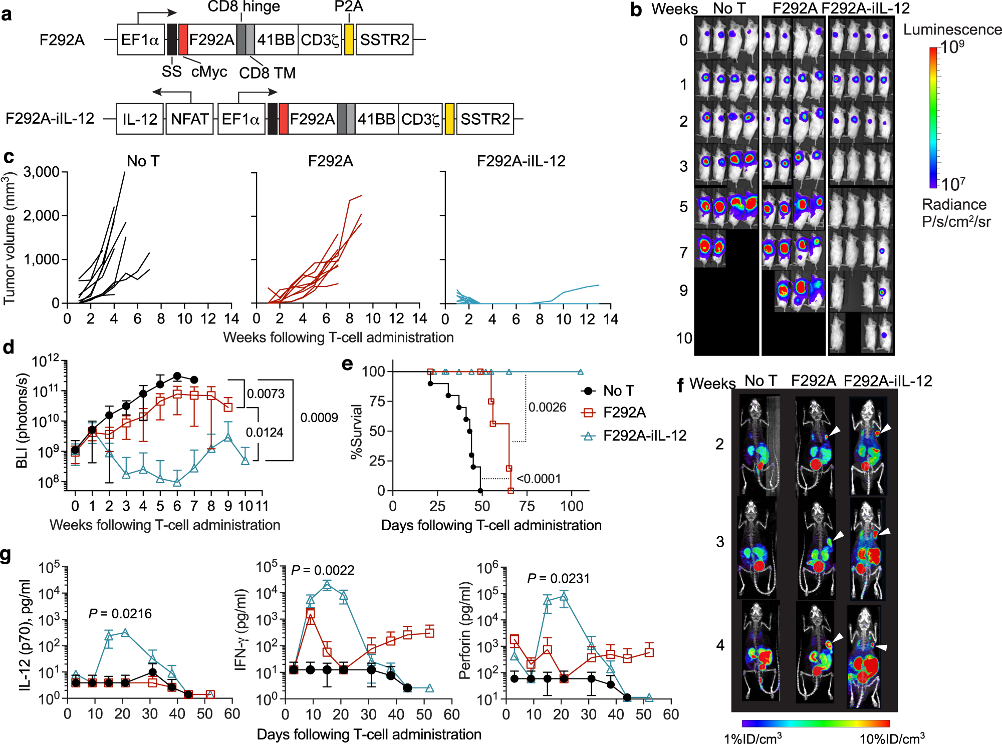 Fig. 6: Enhanced activity of IL-12-armored ICAM-1-specific CAR-T cells in an anaplastic thyroid cancer model.