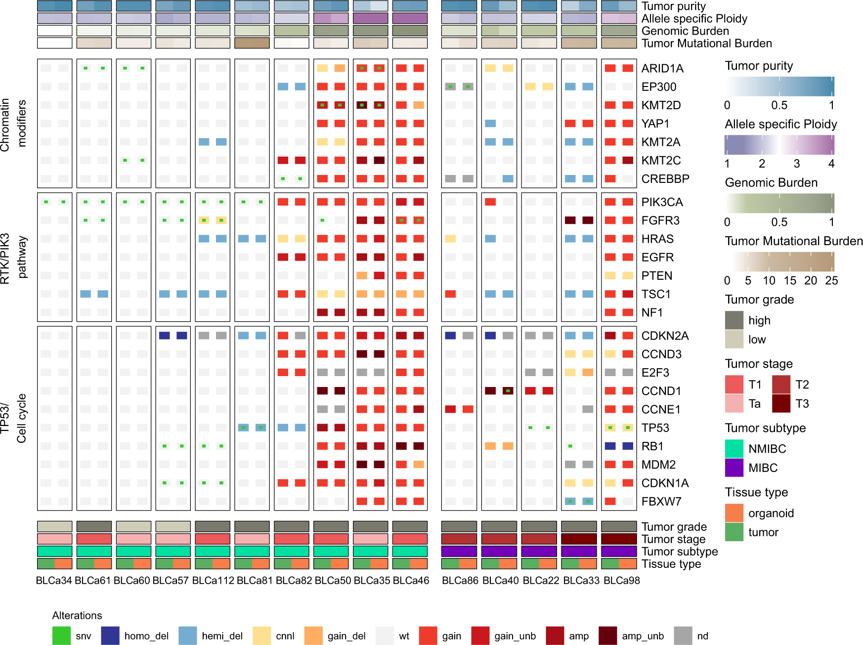 Fig. 4: Tumor and matched patient-derived organoids (PDOs) recapitulate typical mutational mechanisms of bladder cancer (BLCa).