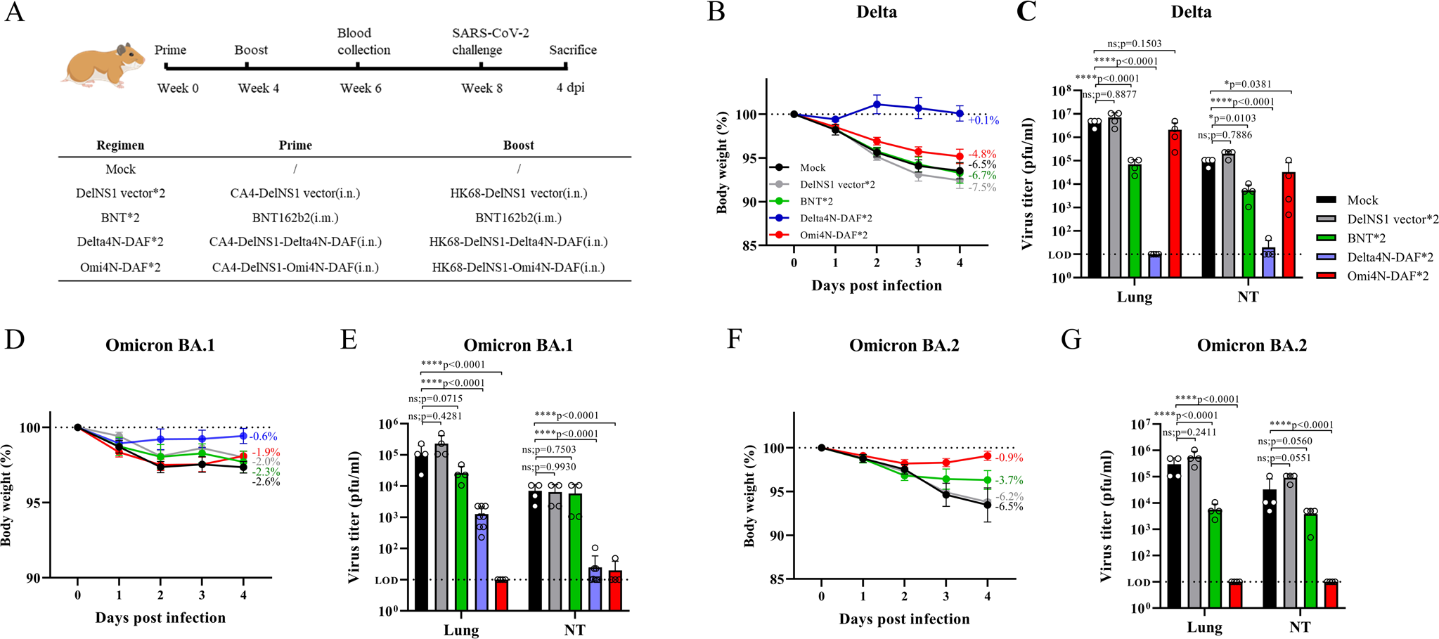 Fig. 5: Protection against SARS-CoV-2 virus challenge in hamsters through prime-boost immunization with BNT162b2 mRNA or DelNS1-RBD4N-DAF vaccines.