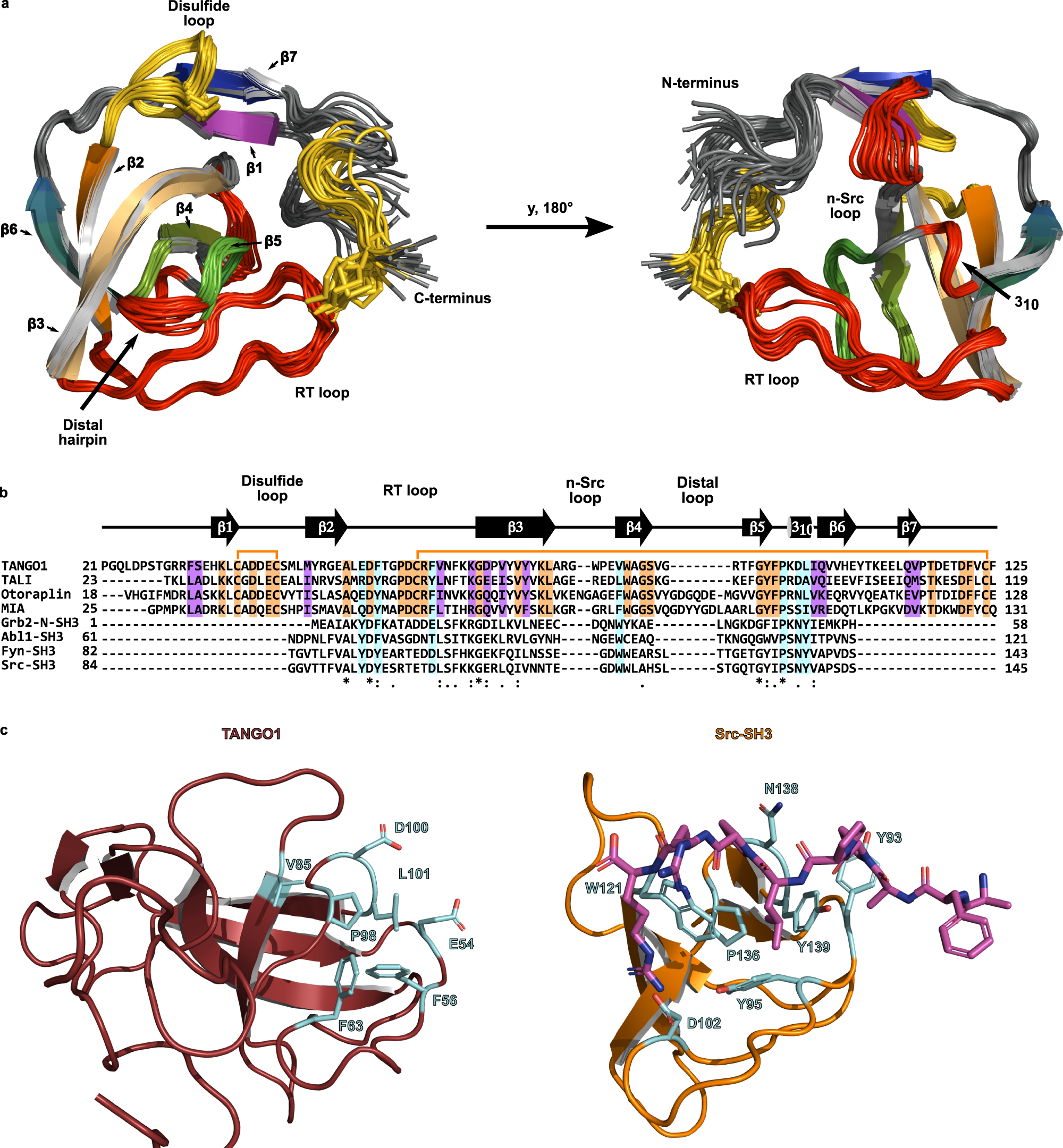 Characterization of a fold in TANGO1 evolved from SH3 domains for the  export of bulky cargos | Nature Communications