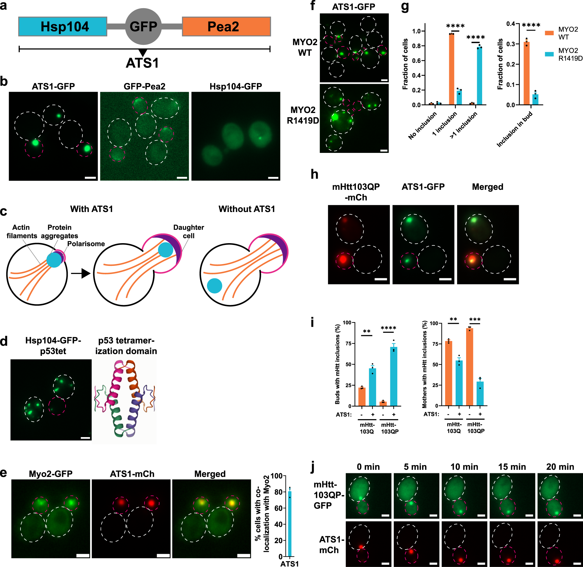 Artificial Hsp104-mediated systems for re-localizing protein aggregates |  Nature Communications