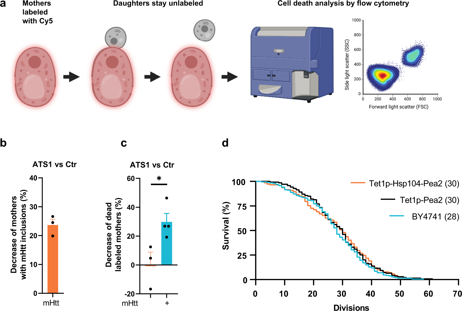 Fig. 6: Cellular effects of exporting protein aggregates from mother cells.