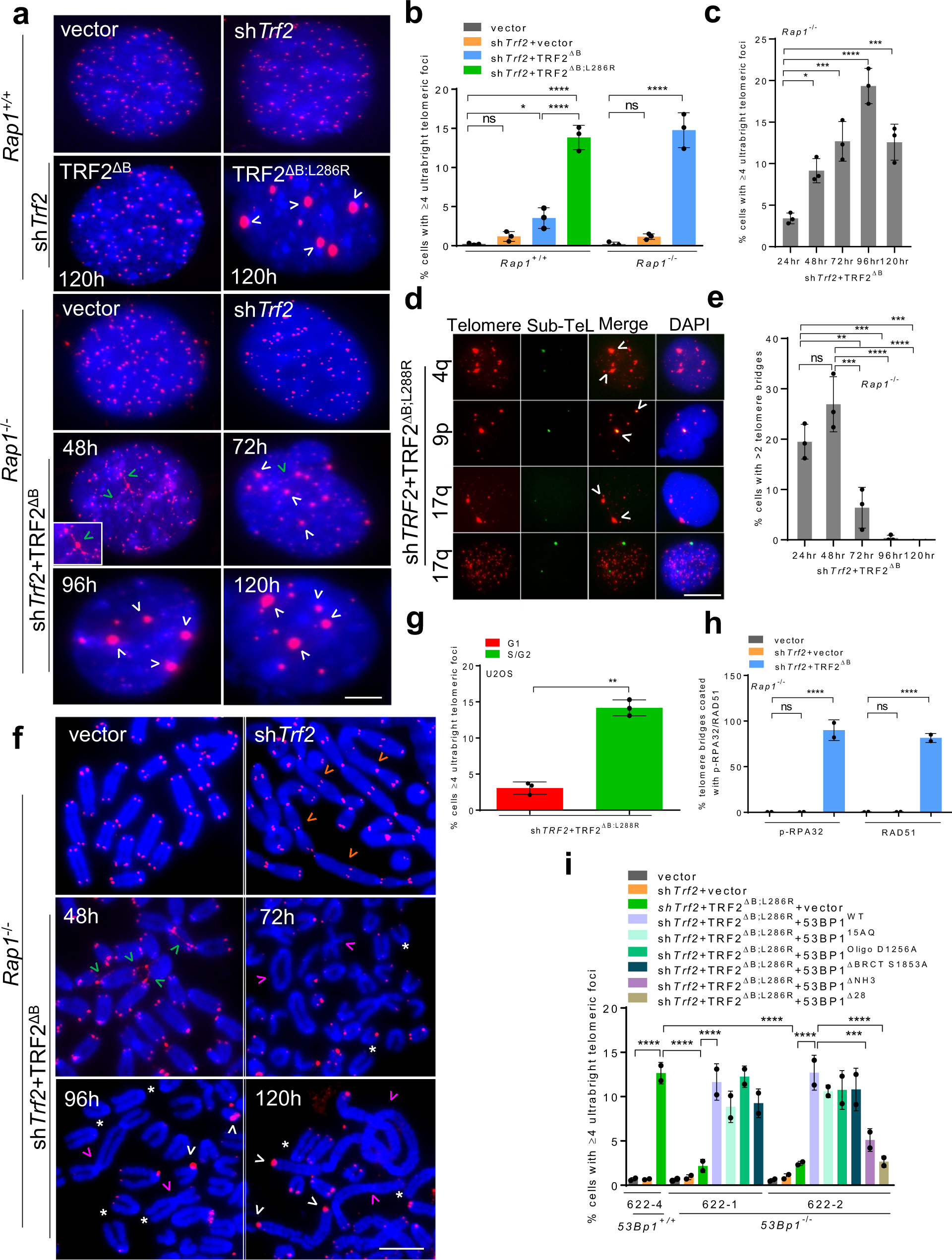 Fig. 1: TRF2B and RAP1 cooperate to repress ultrabright telomere formation.
