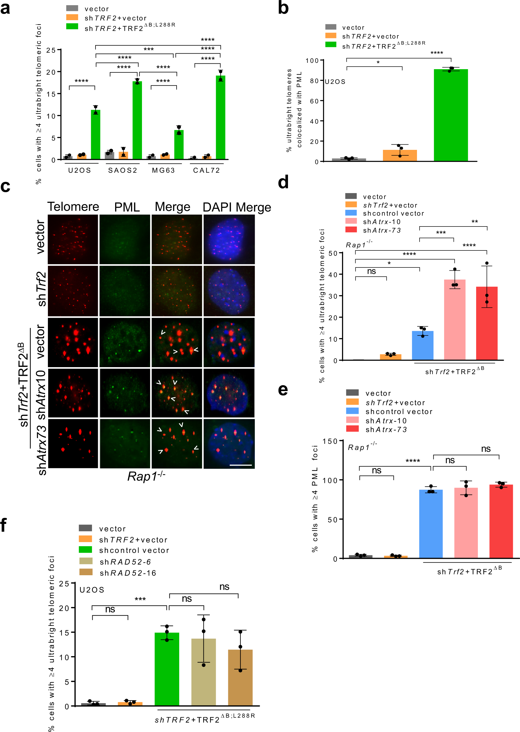 Fig. 3: TRF2B and RAP1 repress ALT associated proteins at telomeres.