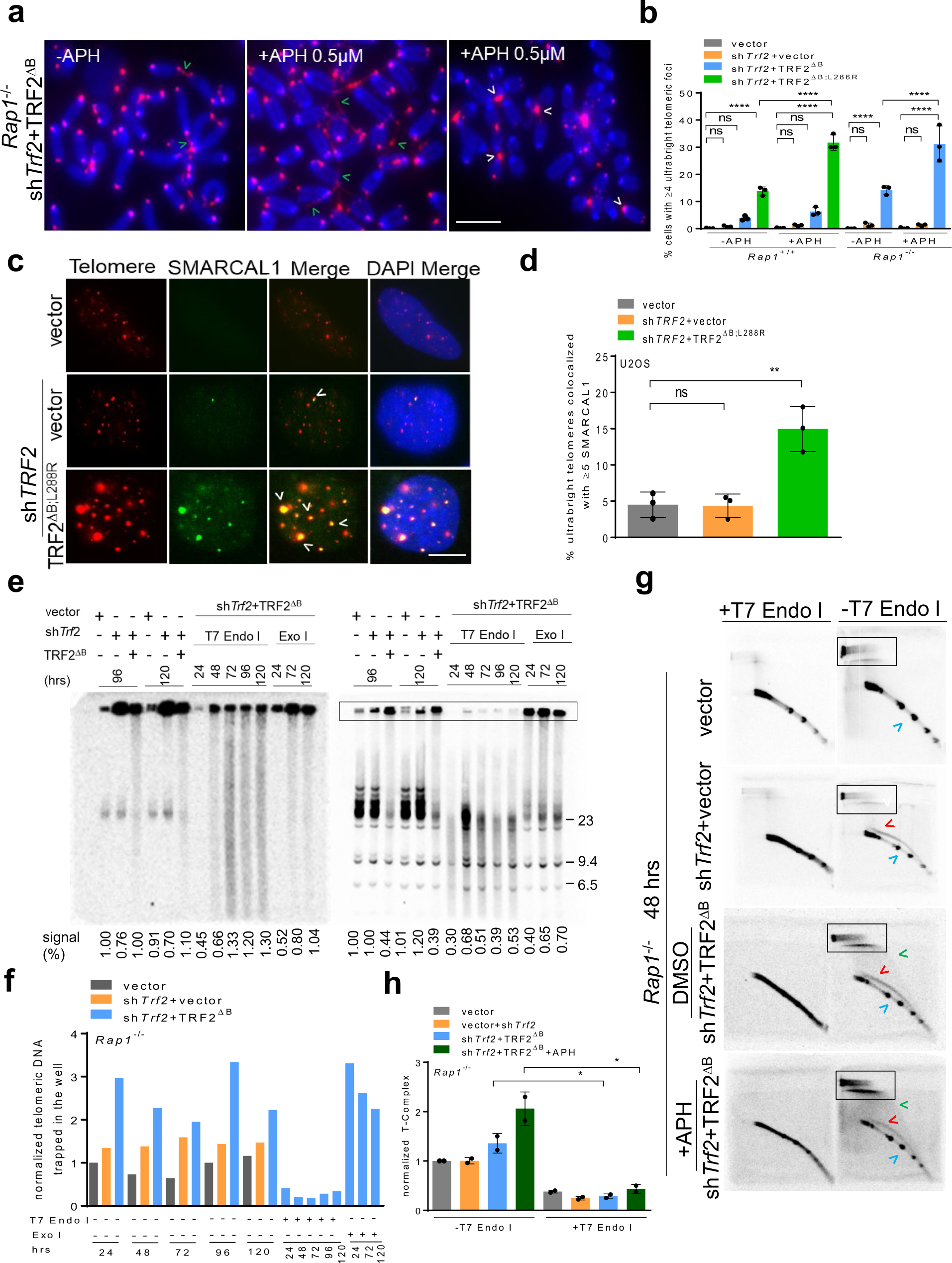 Fig. 4: Replication defect is an early step in ultrabright telomere formation.