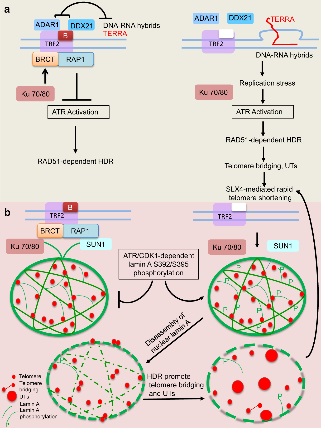 Fig. 8: Speculative schematic diagram illustrating the formation of ultrabright telomeres in the absence of RAP1 and TRF2B.