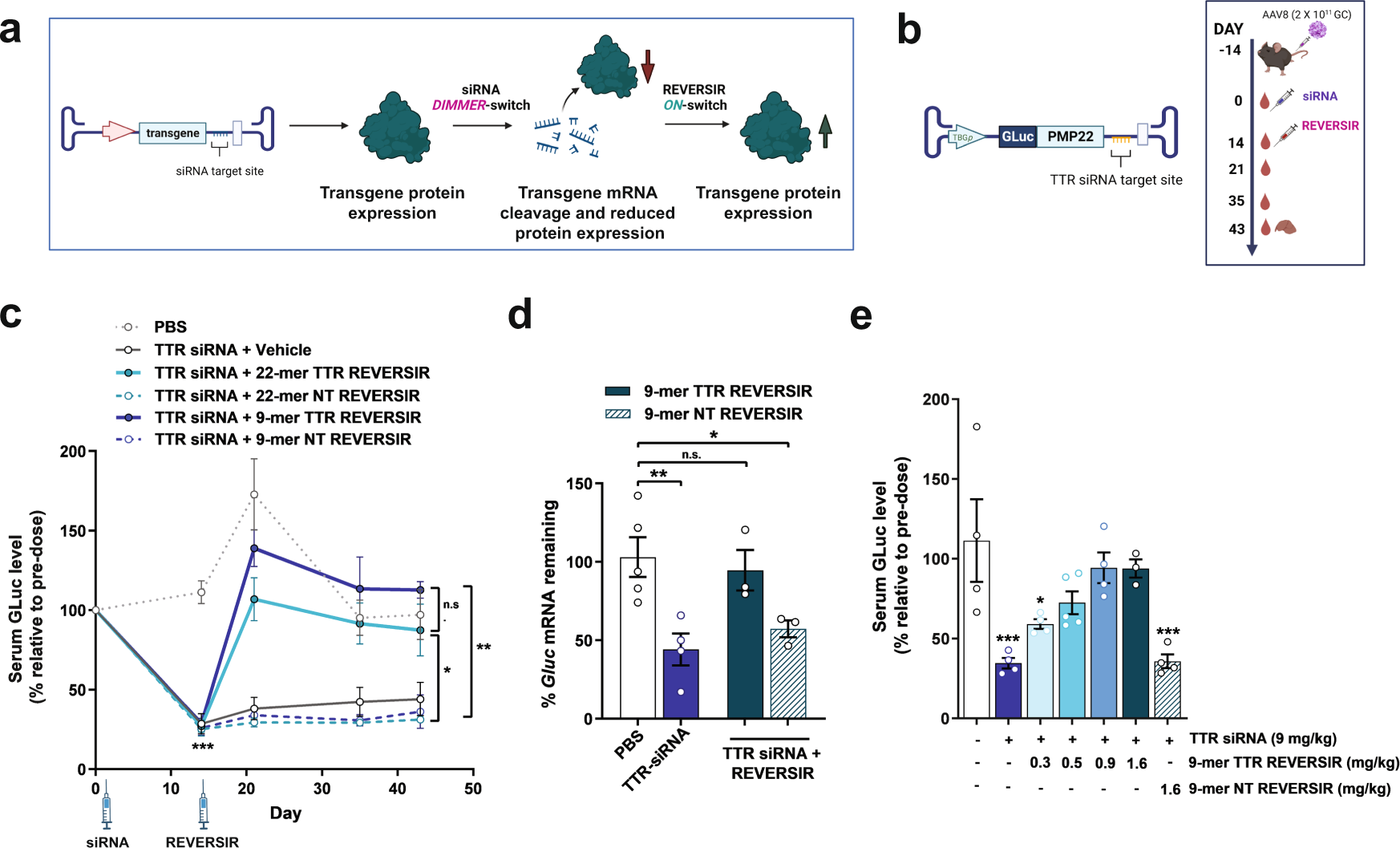 Fig. 3: In vivo regulation of an AAV-expressed reporter transgene by exogenous delivery of siRNA and REVERSIR.