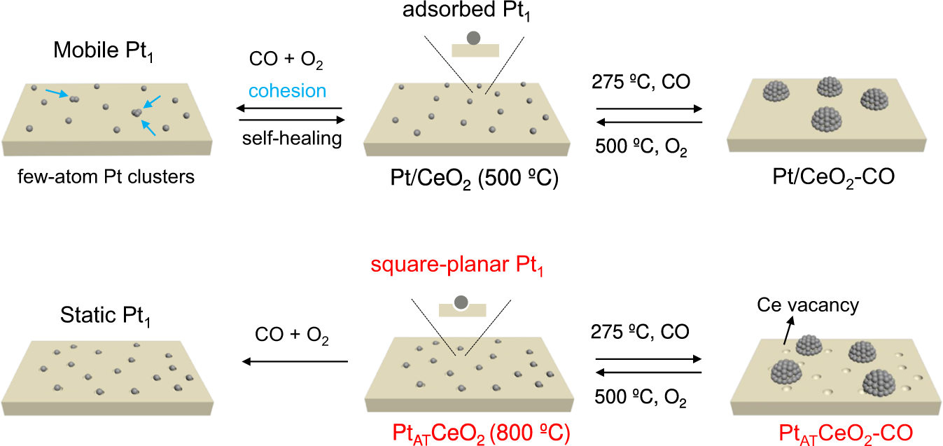 Fig. 1: Dynamics of Pt1 under different conditions.