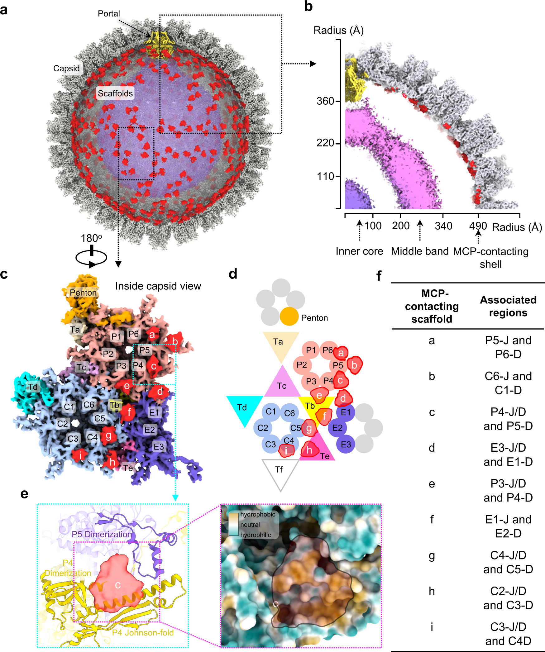Fig. 2: Interactions between scaffolds and MCPs.
