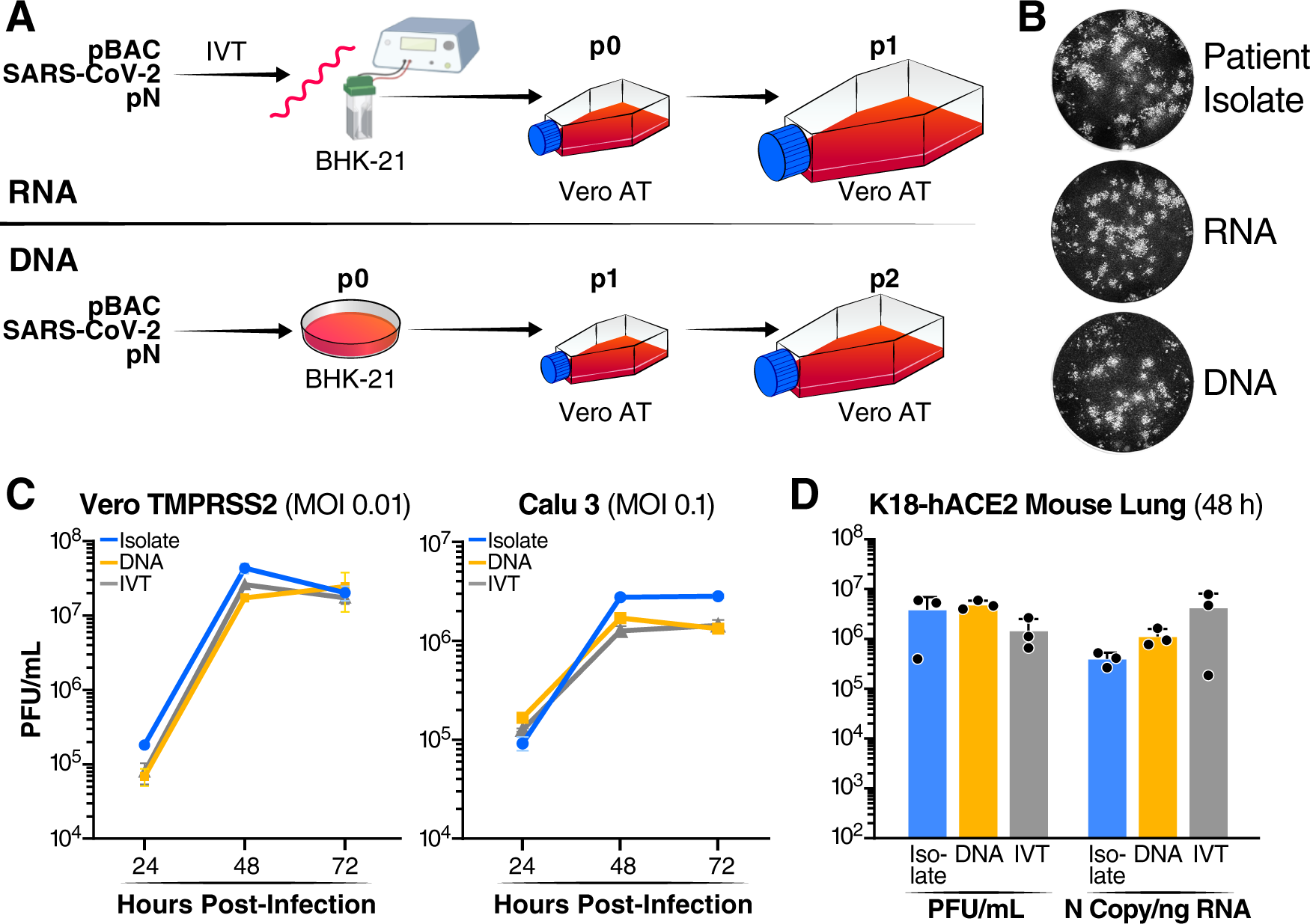 Fig. 2: DNA- and RNA-launched viruses replicate similarly to virus derived from patient isolate.