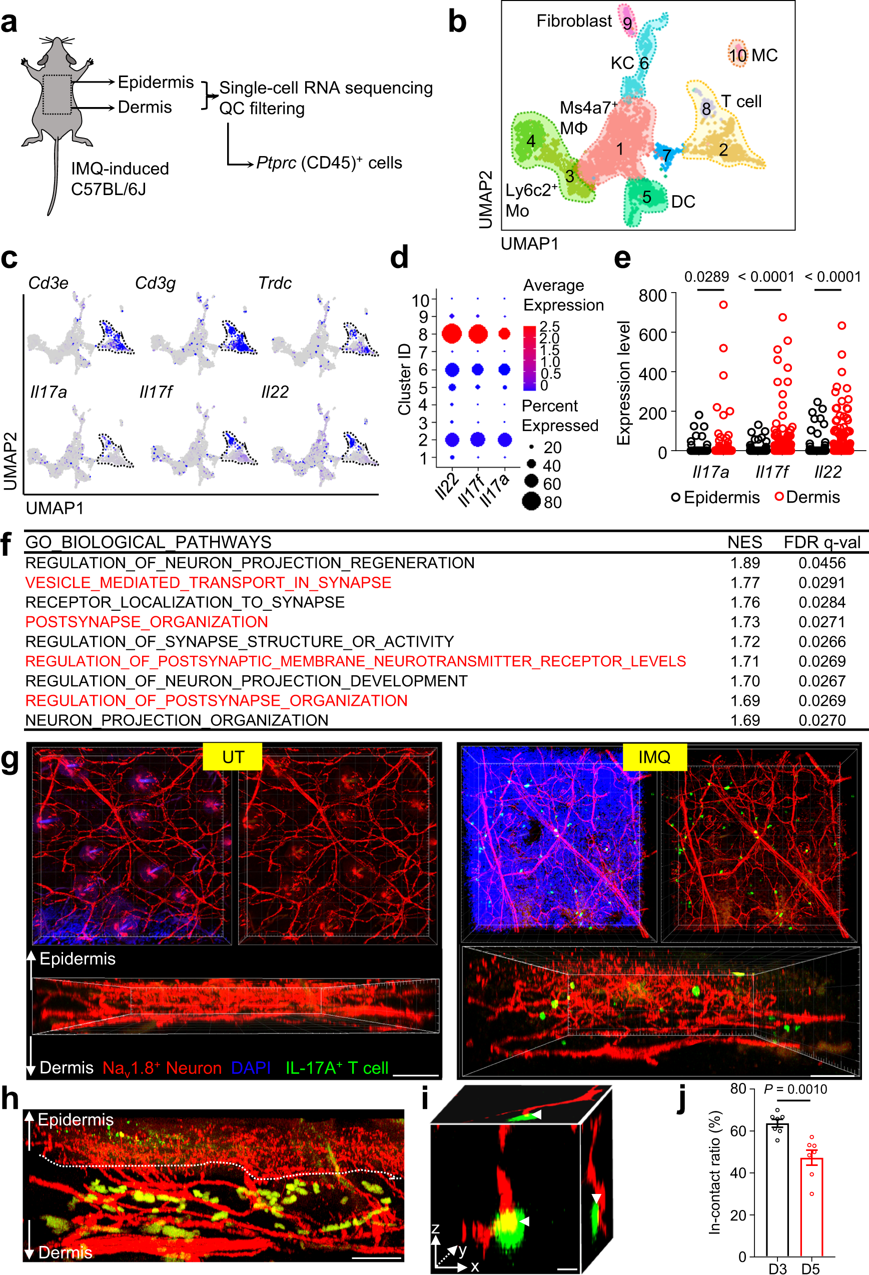 Fig. 7: Pathogenic γδT cells are in contact with cutaneous nerves and enriched in postsynaptic pathways.