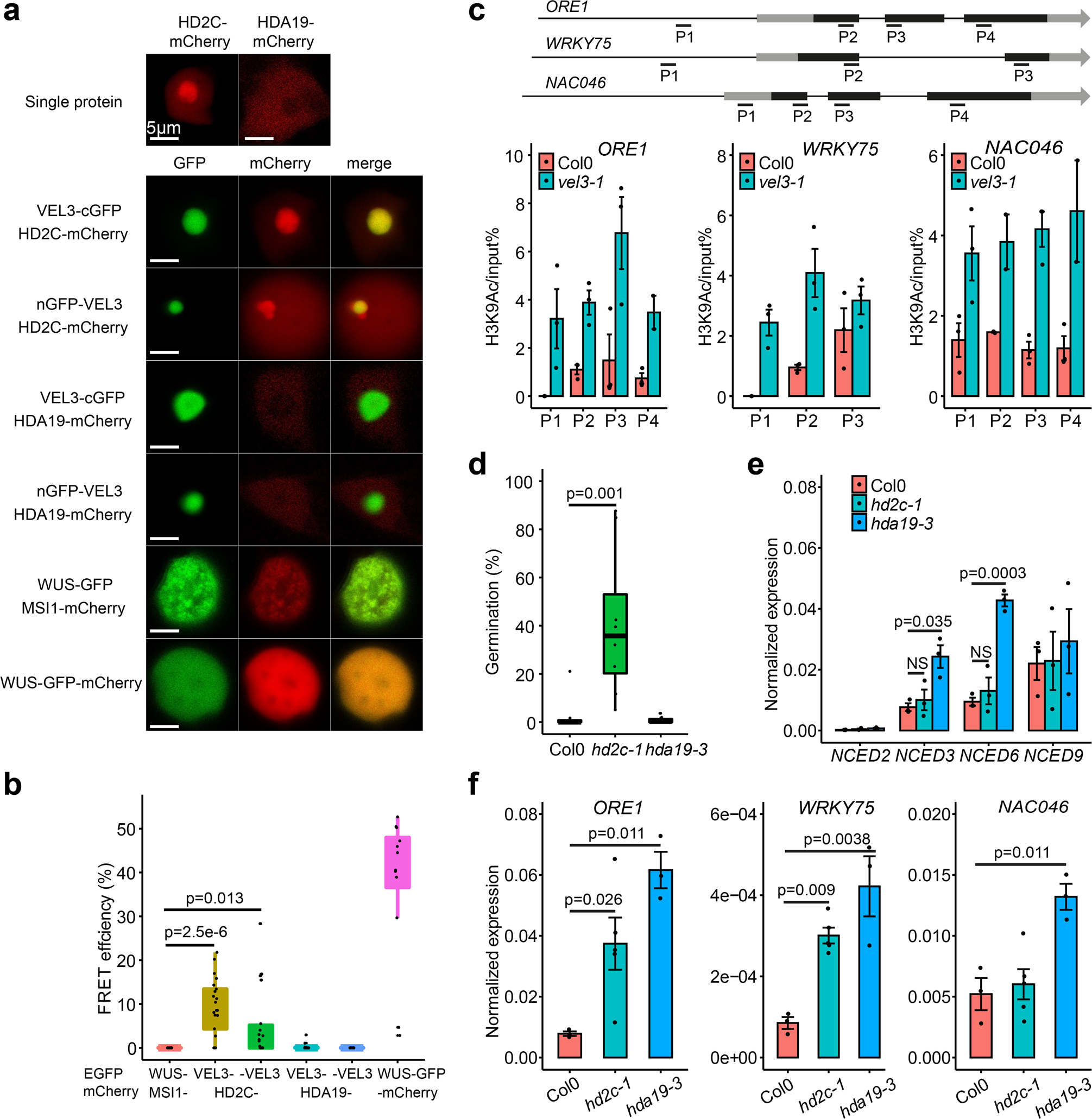 Fig. 6: VEL3 is required for the function of histone deacetylase complexes in the endosperm regulating seed dormancy.