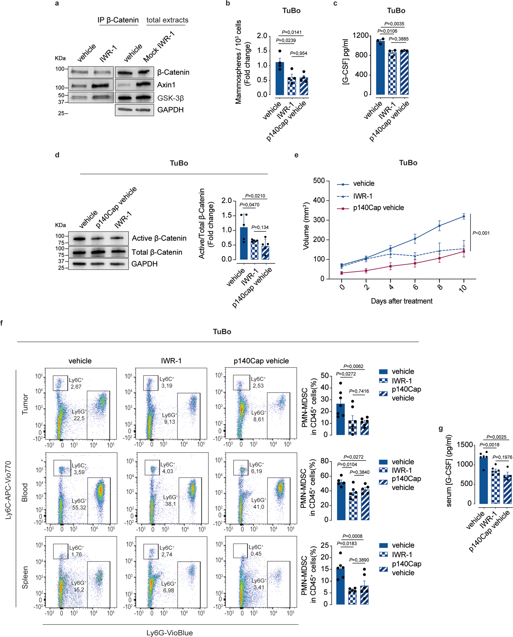 Fig. 9: IWR-1 Axin1 stabilizer mimics p140Cap ability to improve the destruction complex stability and to curb tumor progression.