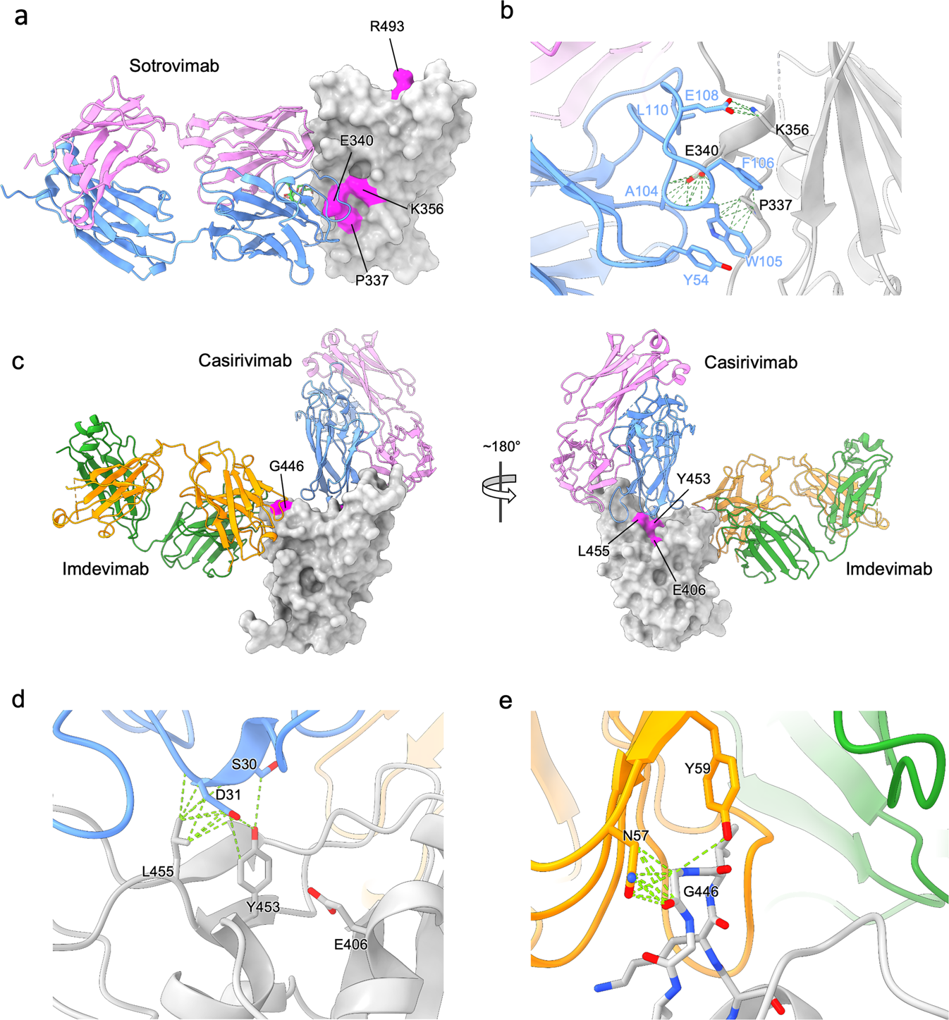 Fig. 2: Structural modelling of mutations mapped to the spike RBD.