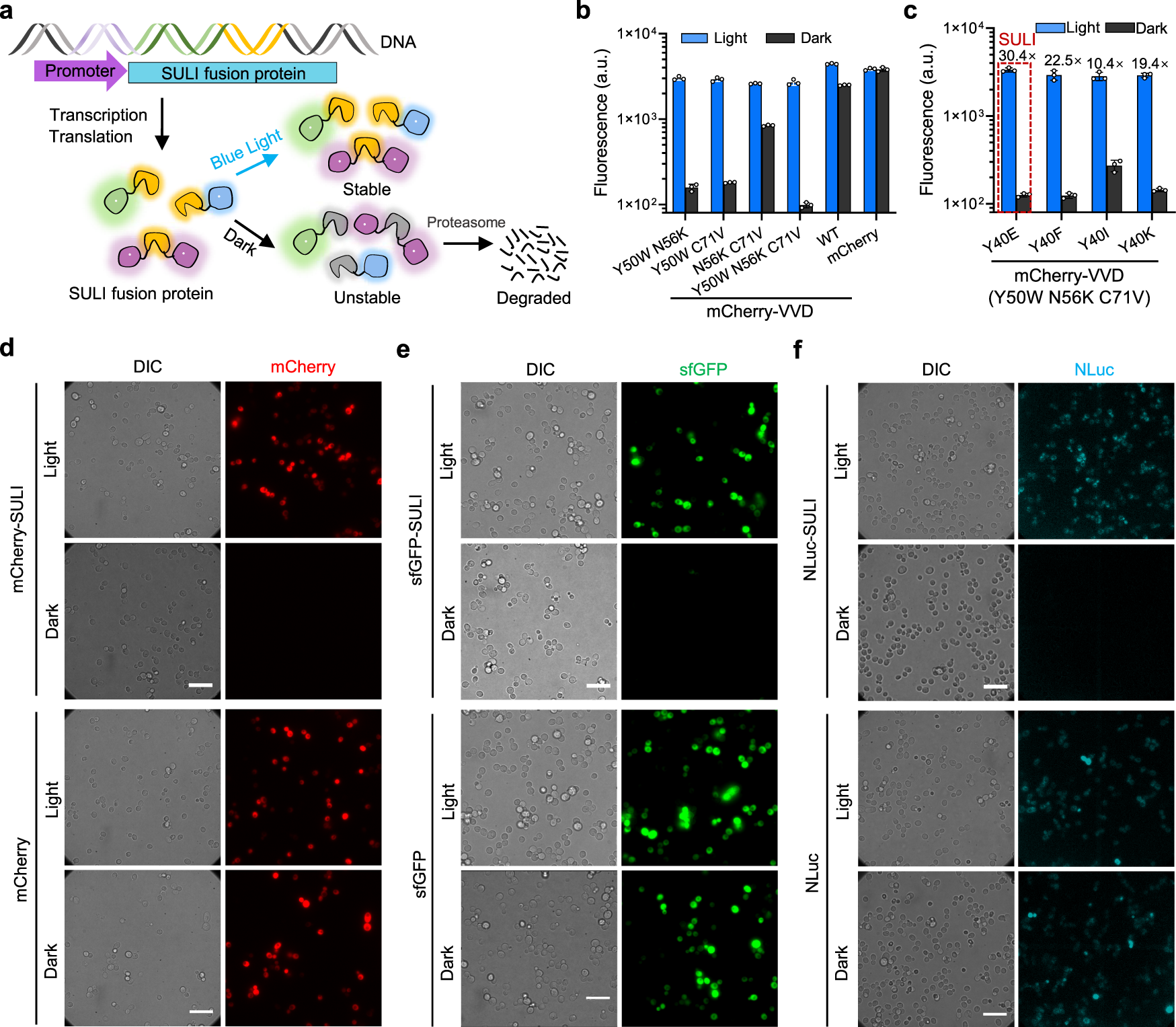 Controlling protein stability with SULI, a highly sensitive tag for  stabilization upon light induction | Nature Communications