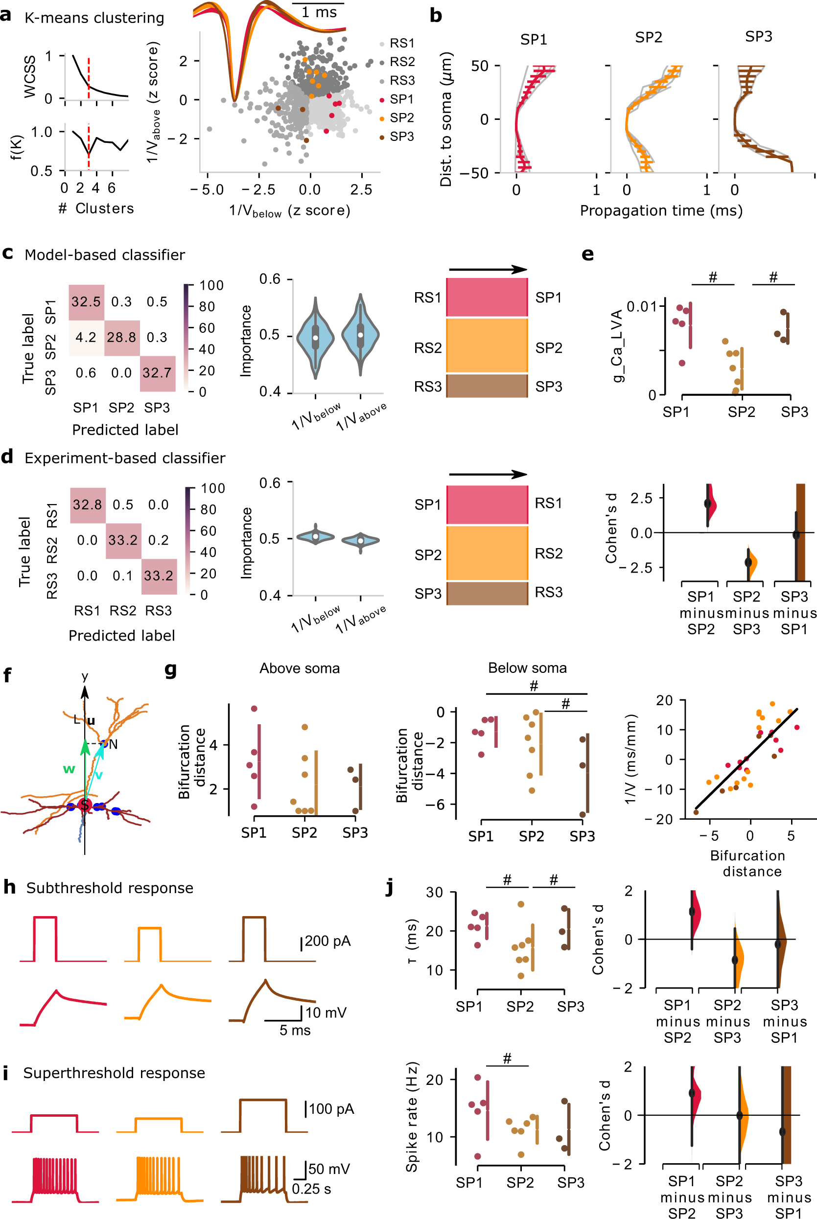 Fig. 5: Distinct cellular properties of multi-channel regular-spiking (RS1–3) clusters.
