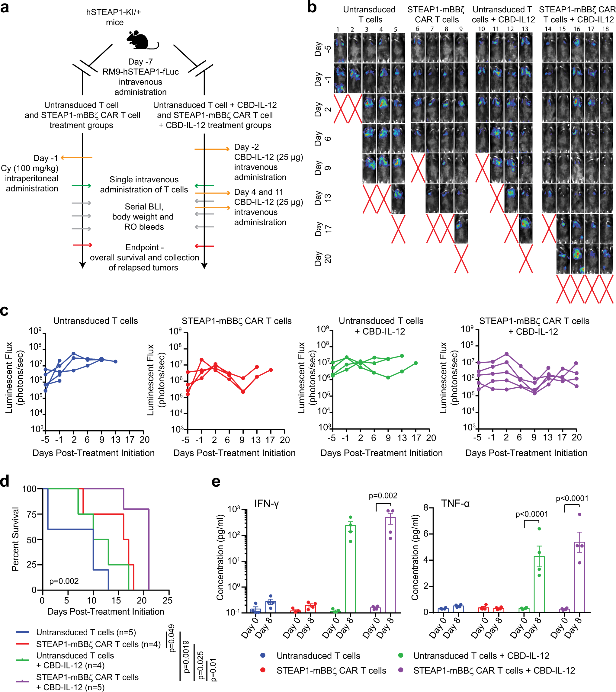 Fig. 7: Combining CBD-IL-12 with STEAP1-mBBζ CAR T cell therapy enhances overall survival and inflammatory cytokine levels.