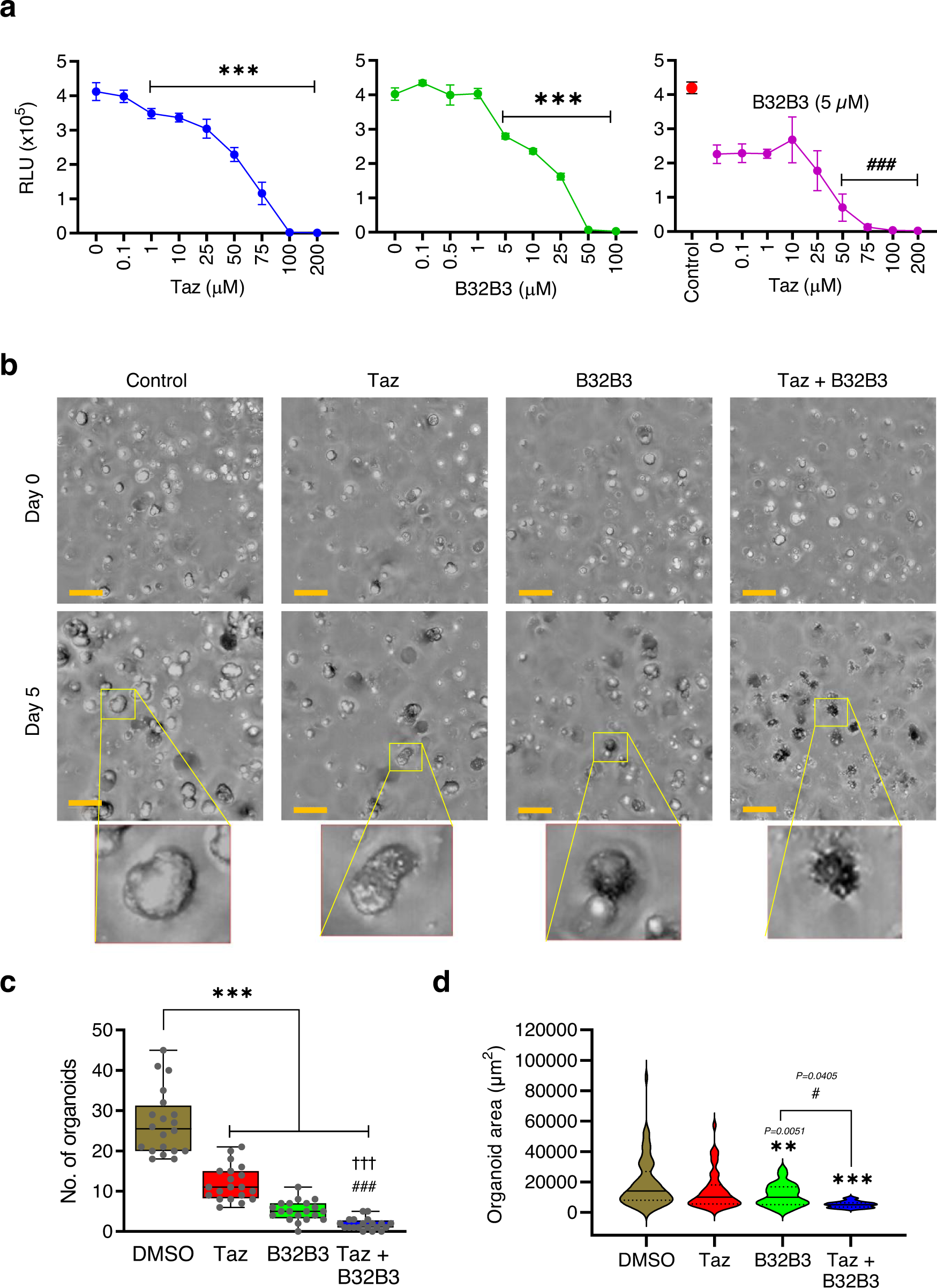 Fig. 6: Suppressive effects of DCAF1 and EZH2 inhibitors against patient-derived tumor organoids.
