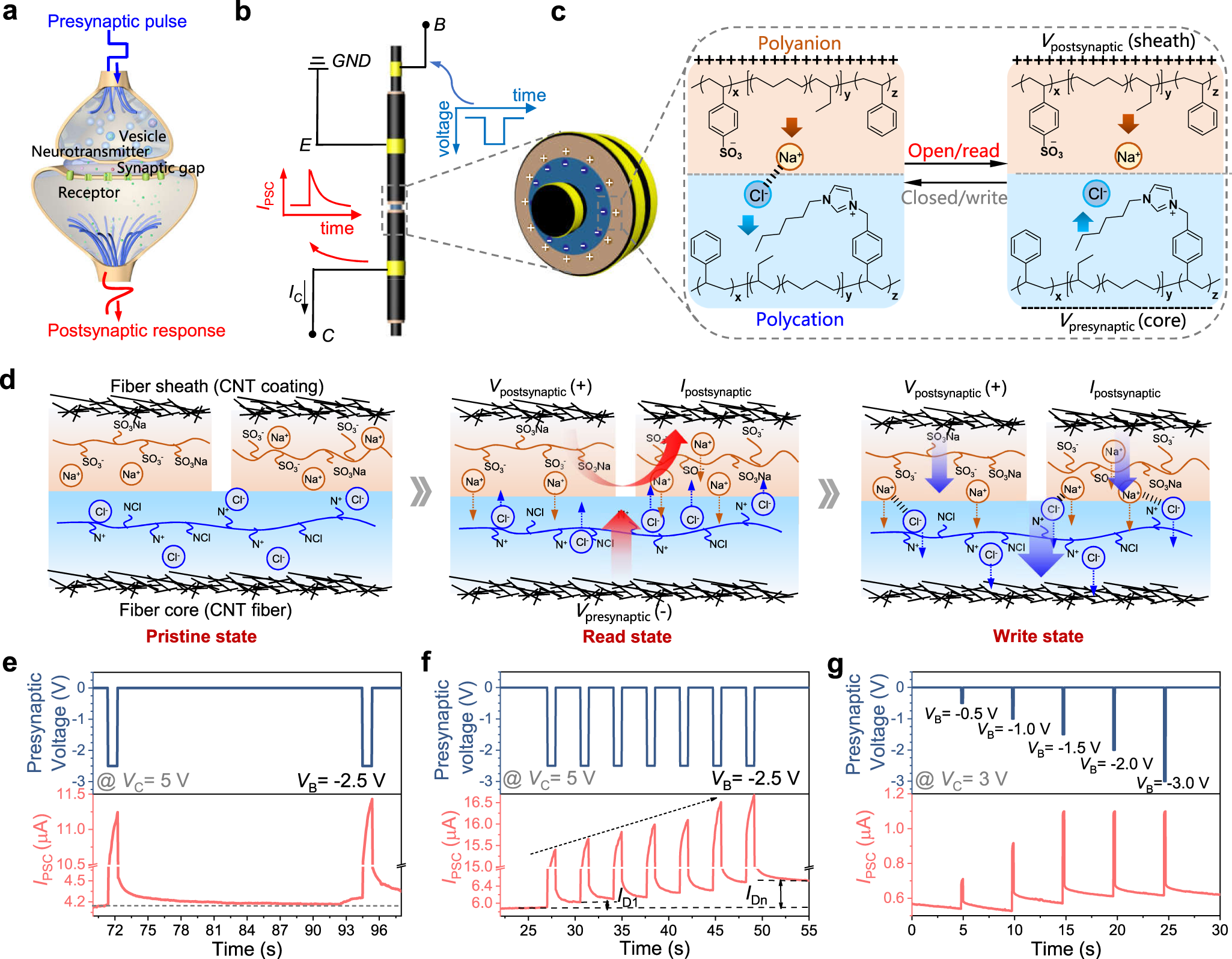 Fig. 4: Synaptic characteristics and switching mechanism of the fiber-shaped ionic transistor.