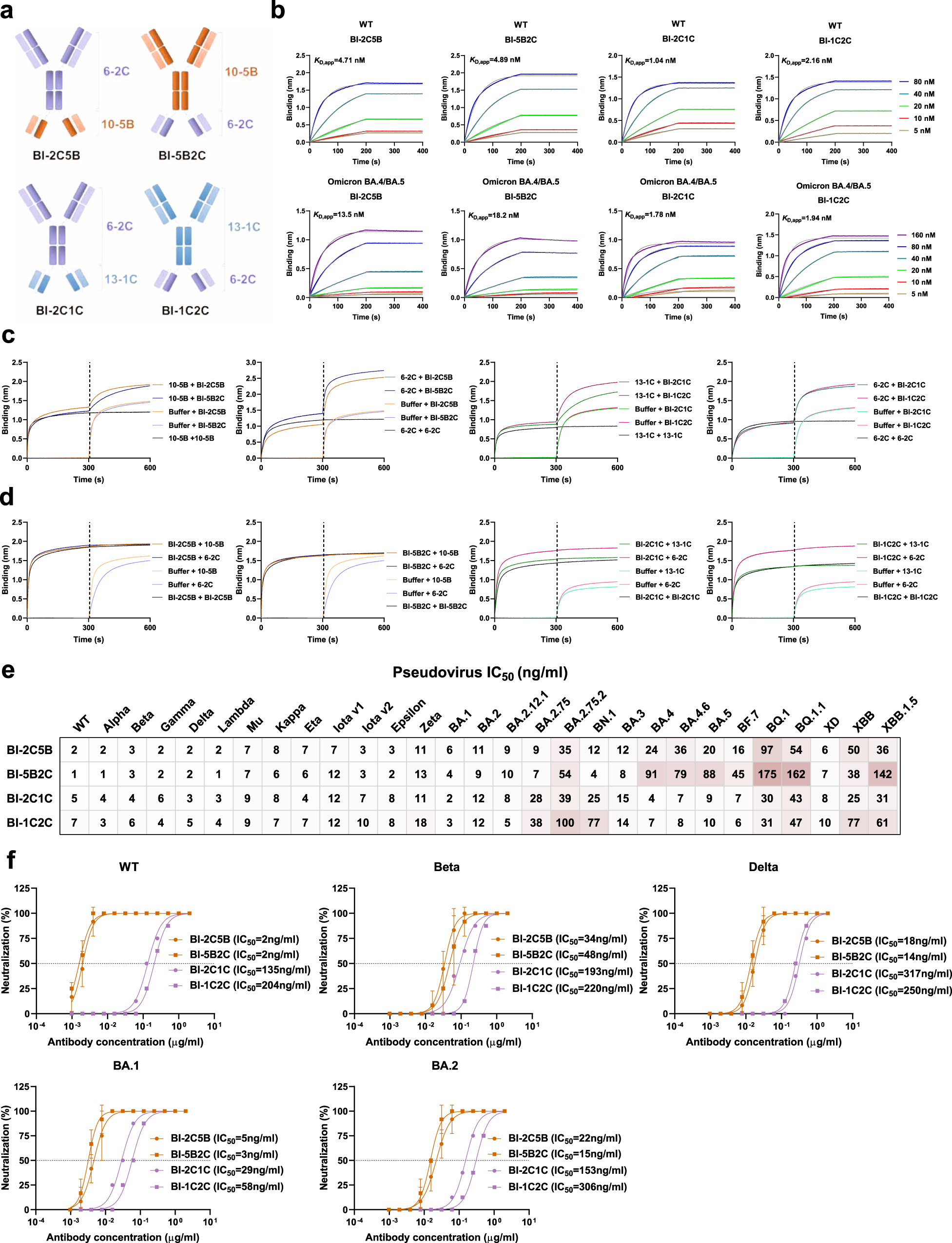 Fig. 3: Design and characterization of bispecific antibodies (bsAbs).