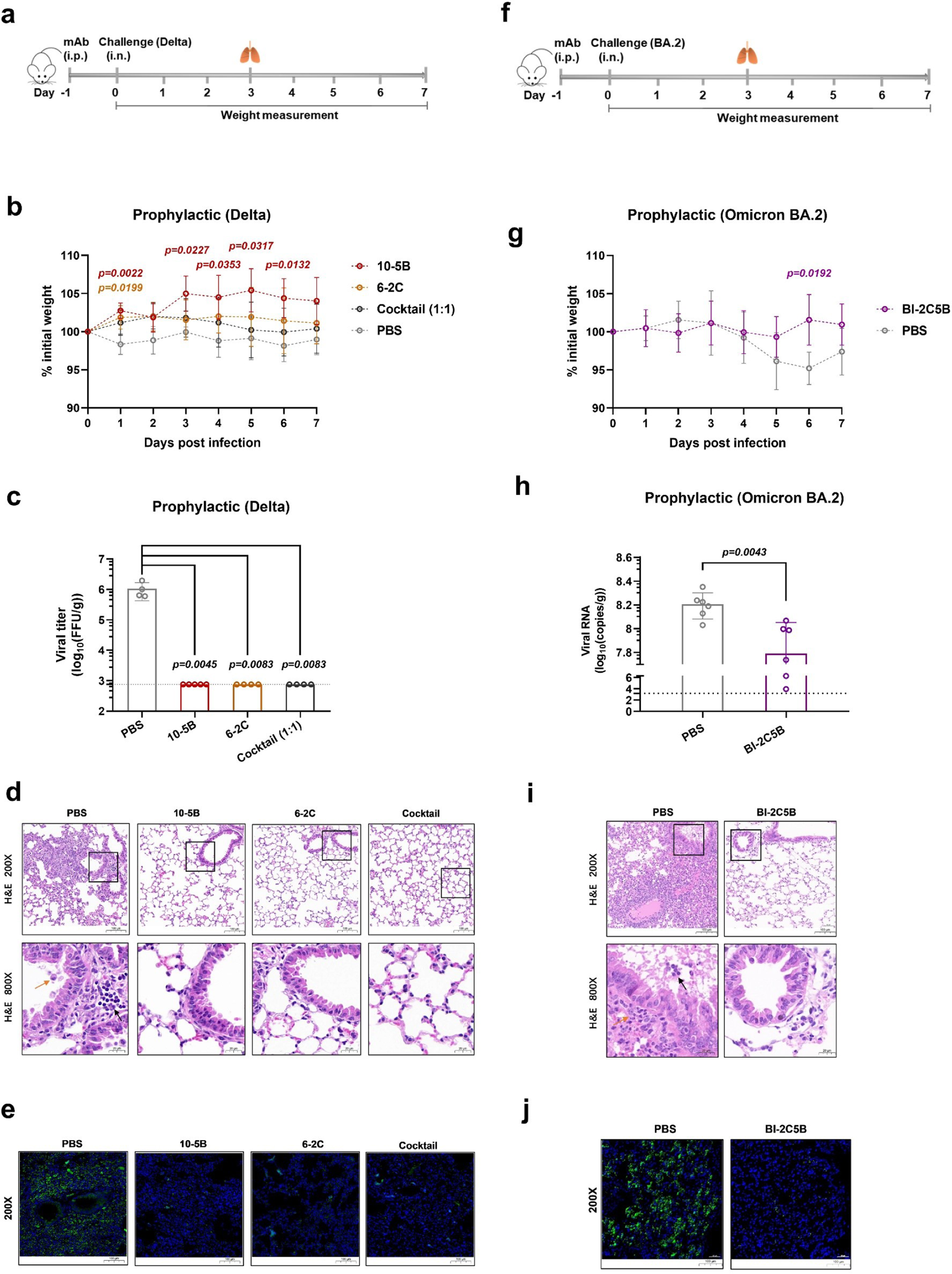 Fig. 4: Prophylactic activity of antibodies in humanized ACE2 mouse models.