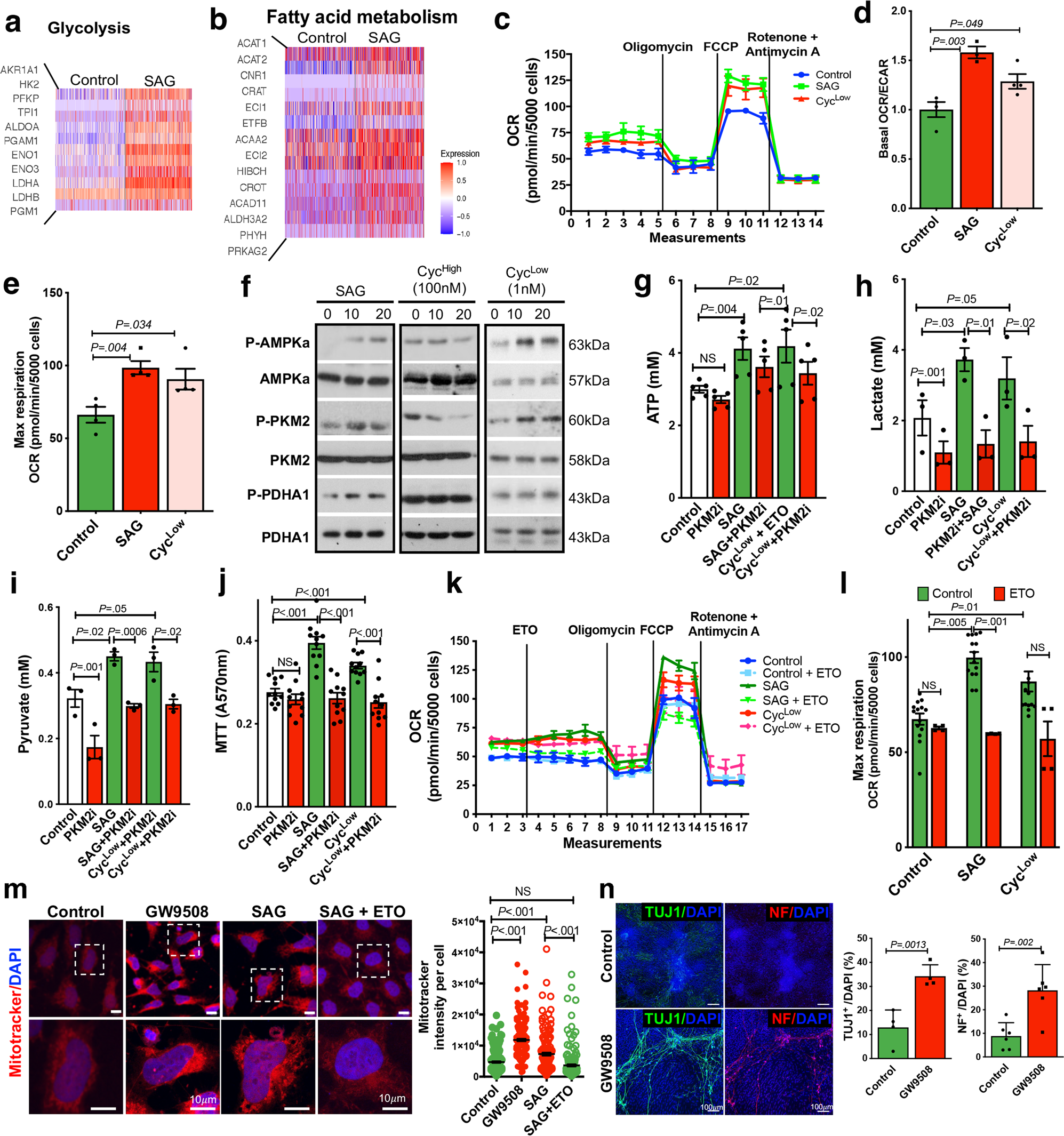 Fig. 6: Hedgehog-induced metabolic shift in ENCCs.
