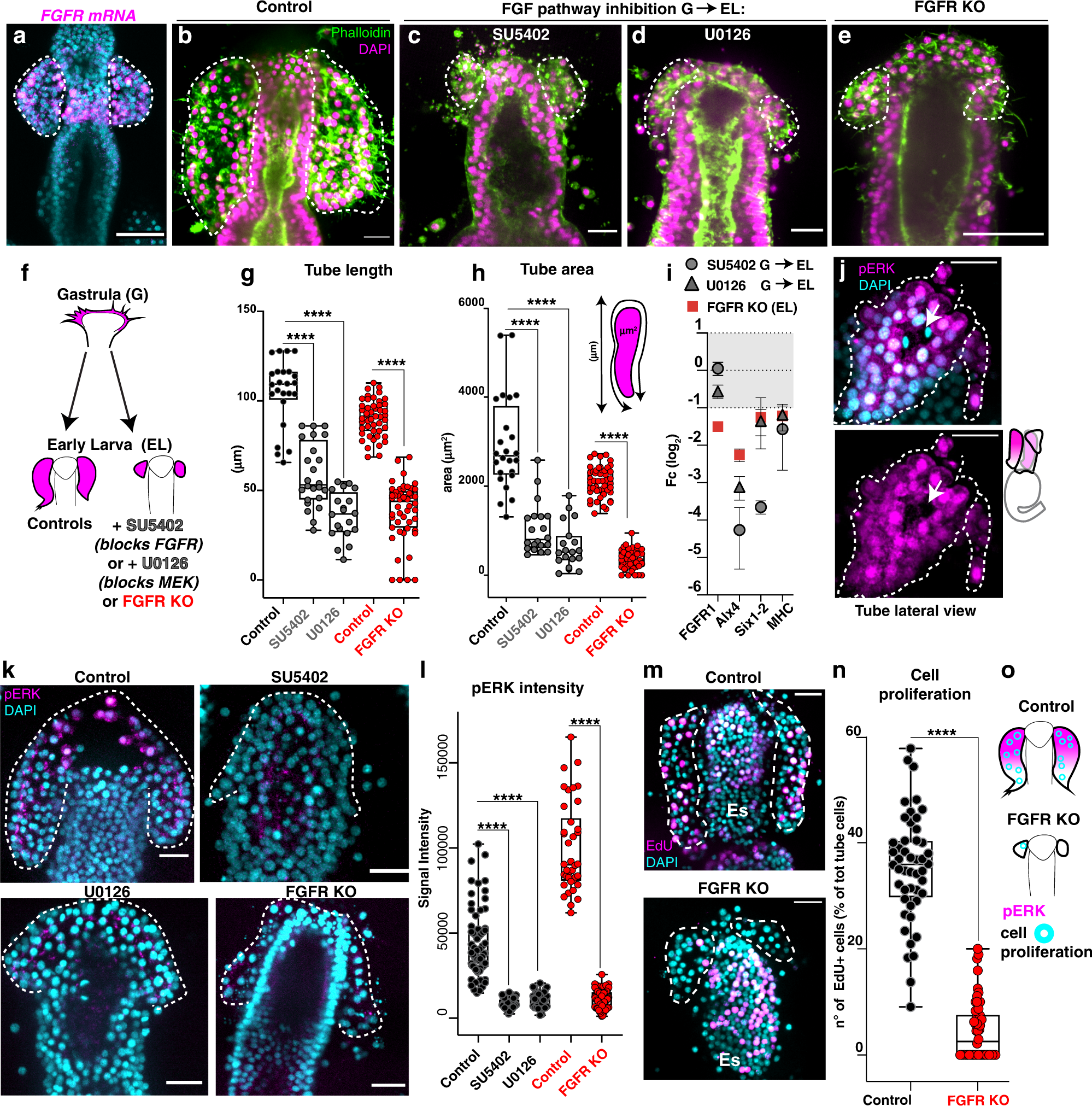 Fig. 6: FGF signaling promotes tube outgrowth through pERK.