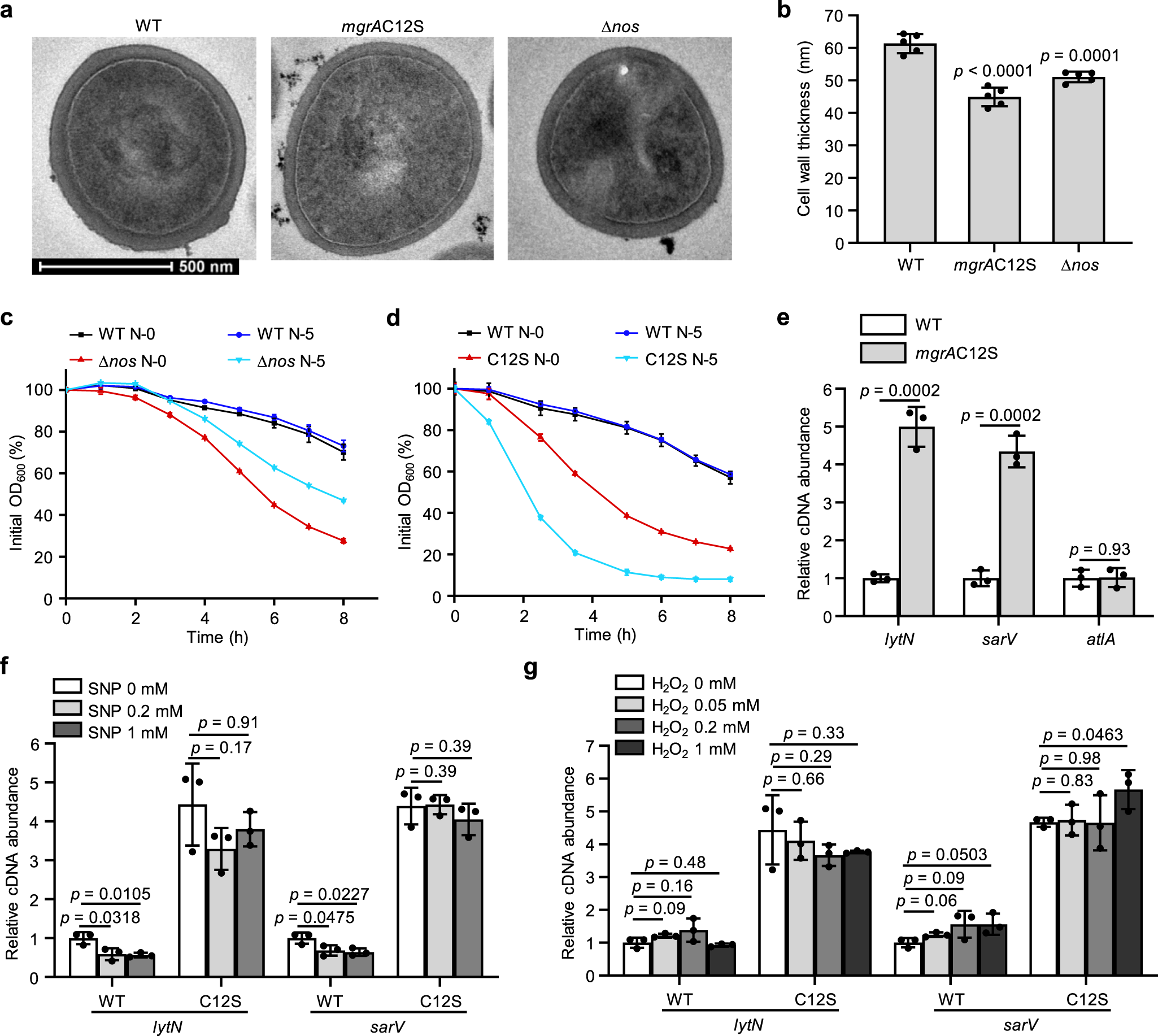 Fig. 4: Redox-signal transduction by MgrA to vancomycin resistance is achieved by regulating cell wall thickness and cell autolysis.