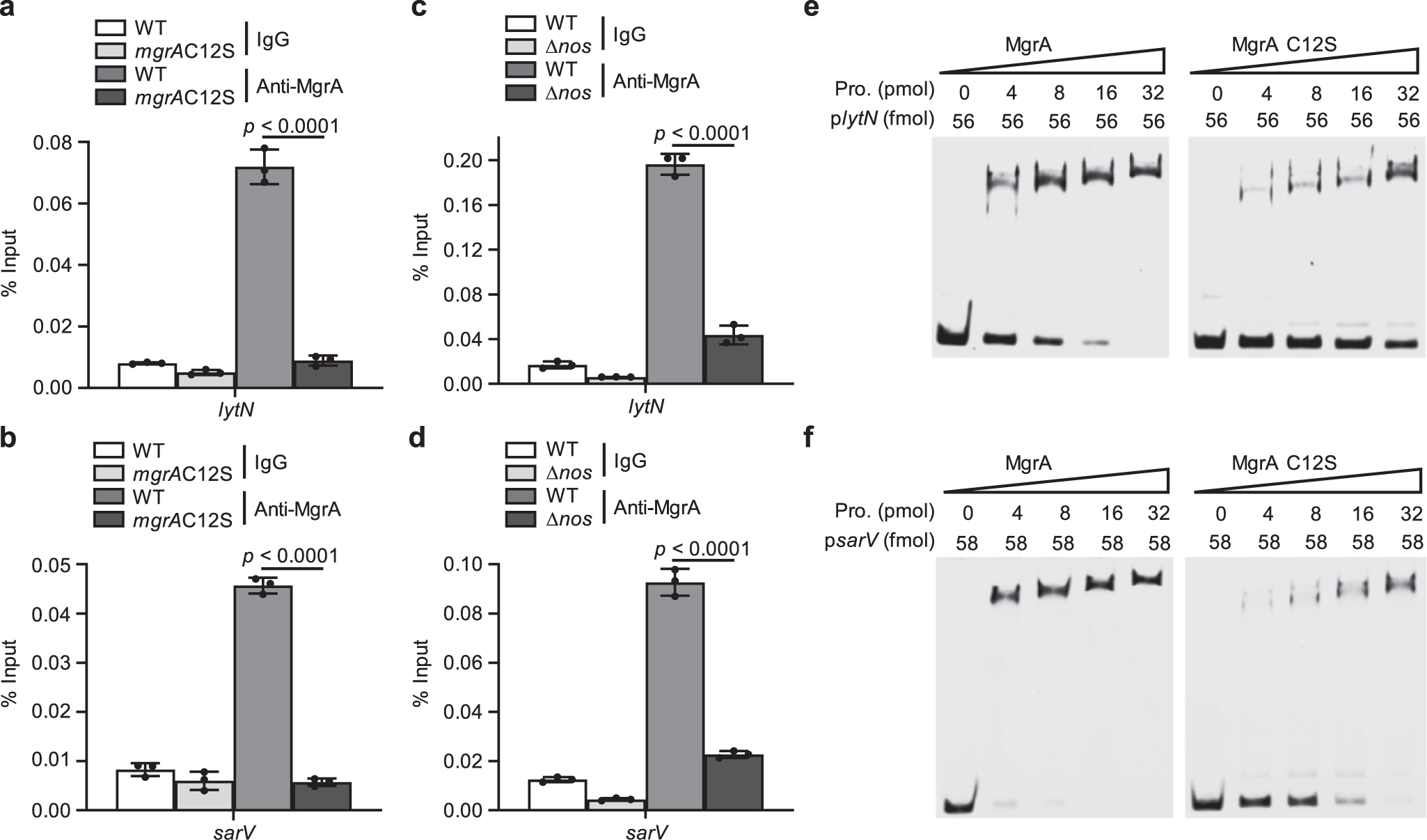 Fig. 5: Removal of MgrA S-nitrosylation impairs its DNA binding activity.