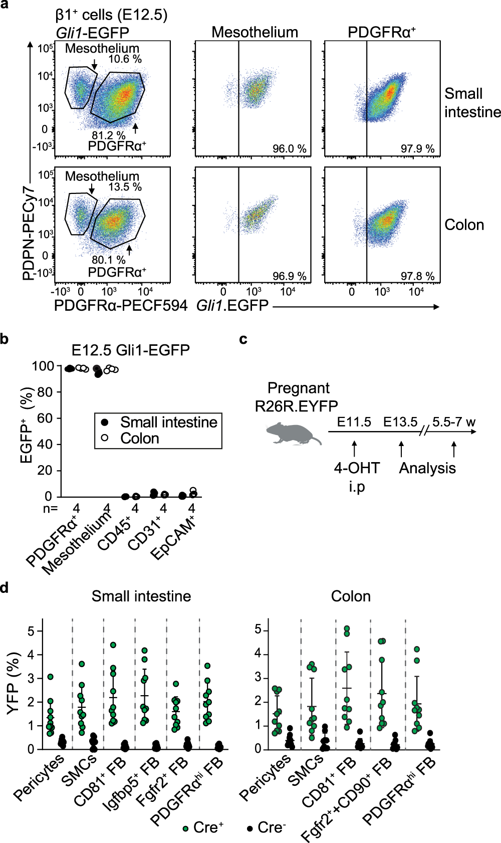 Fig. 4: Adult intestinal MSC derive from Gli1+ embryonic precursors.