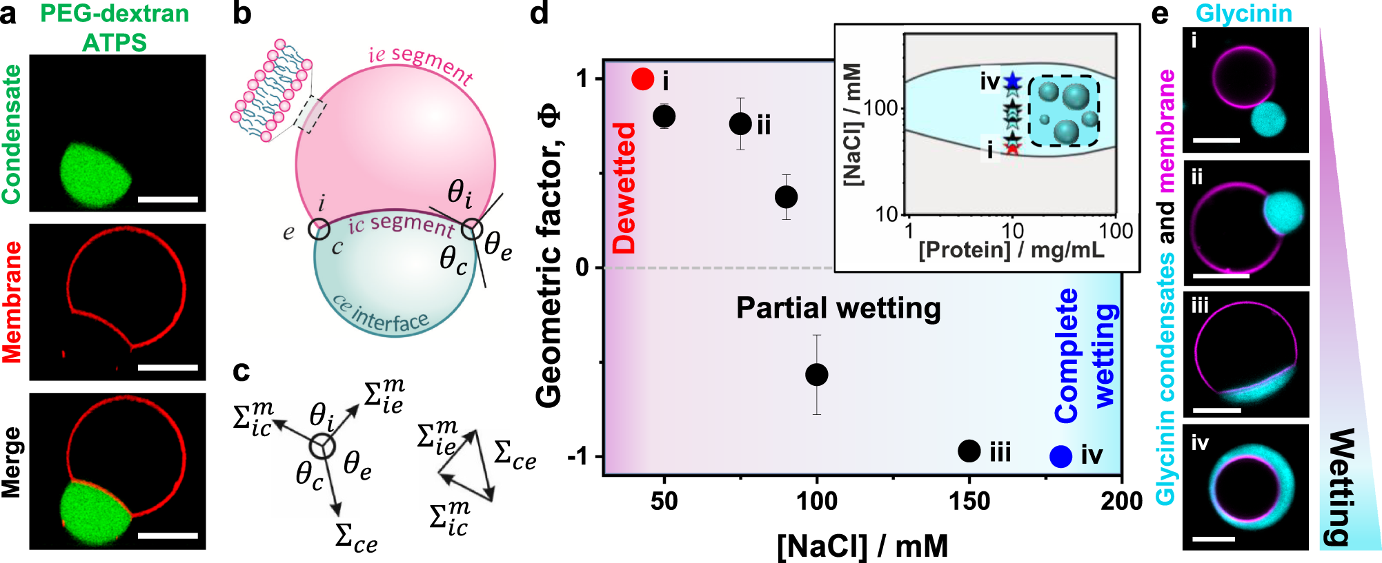 Fig. 2: Membrane wetting by PEG/dextran and glycinin condensates.