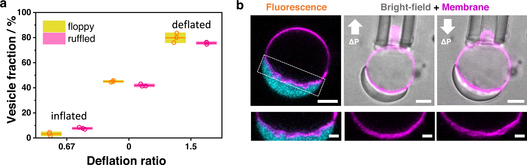 Fig. 8: Ruffling of the membrane-condensate interface is enhanced for vesicles with more excess area and can be tuned by tension.