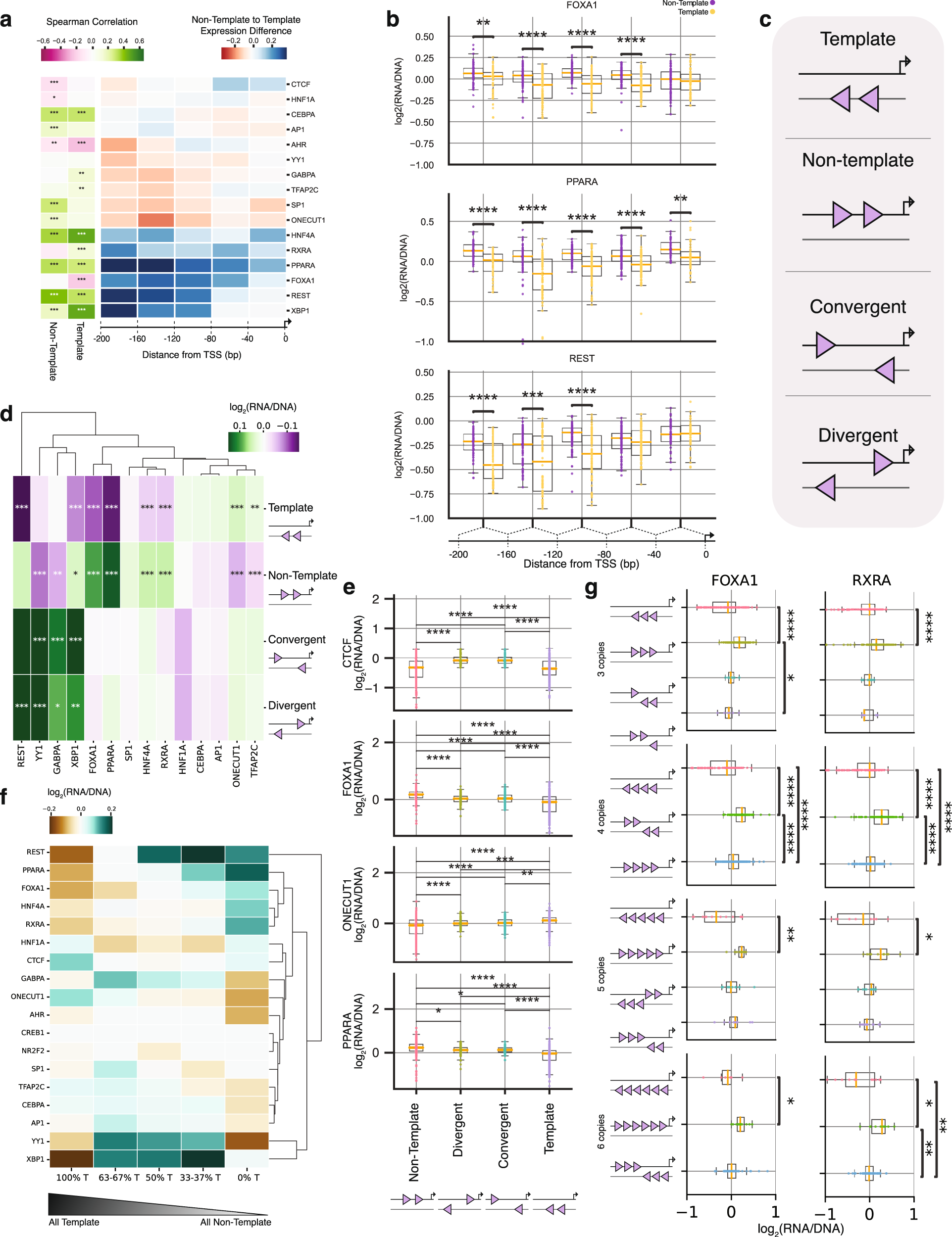 Fig. 2: Permutation and orientation effects of heterotypic TFBS pairs.