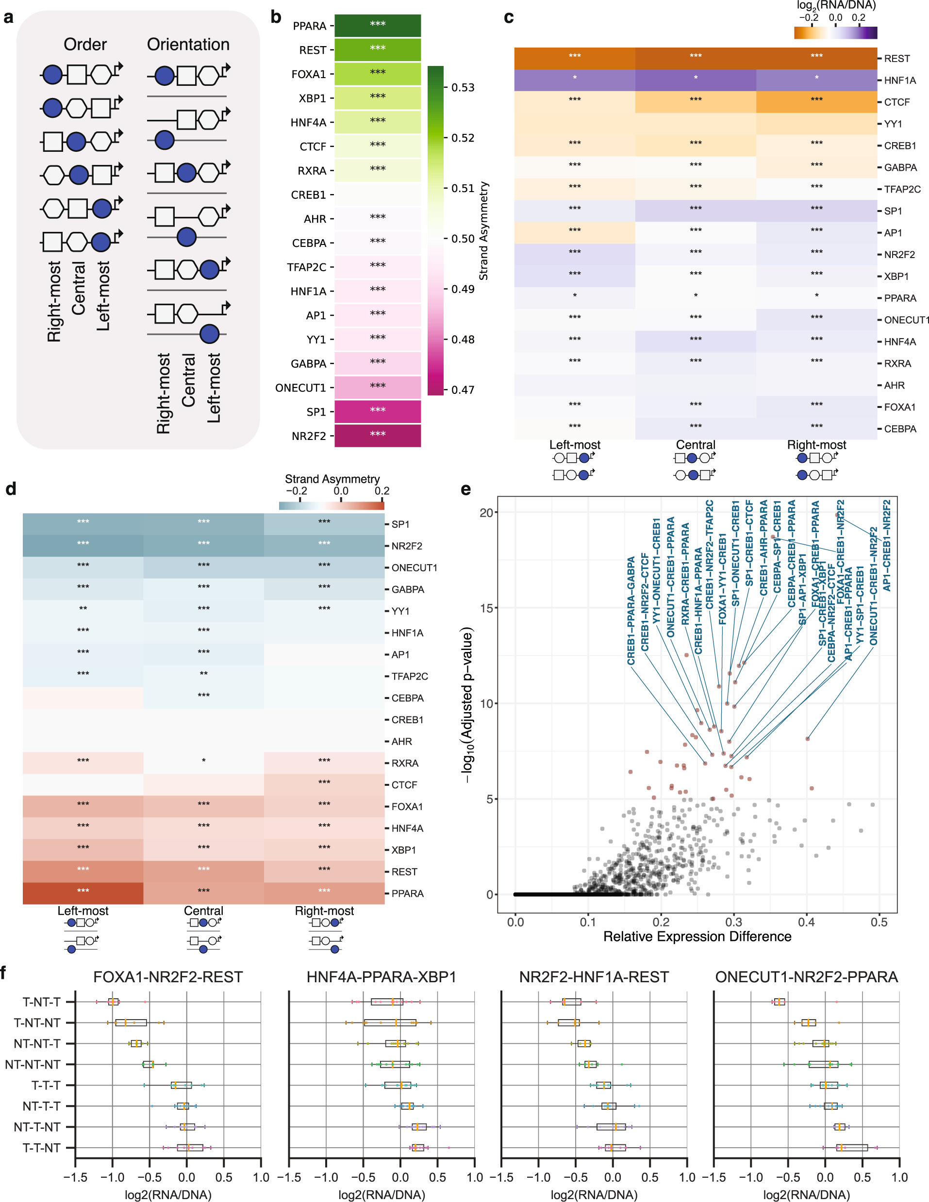 Fig. 5: The strand orientation and order of constituent TFBSs in TFBS clusters influences expression levels.