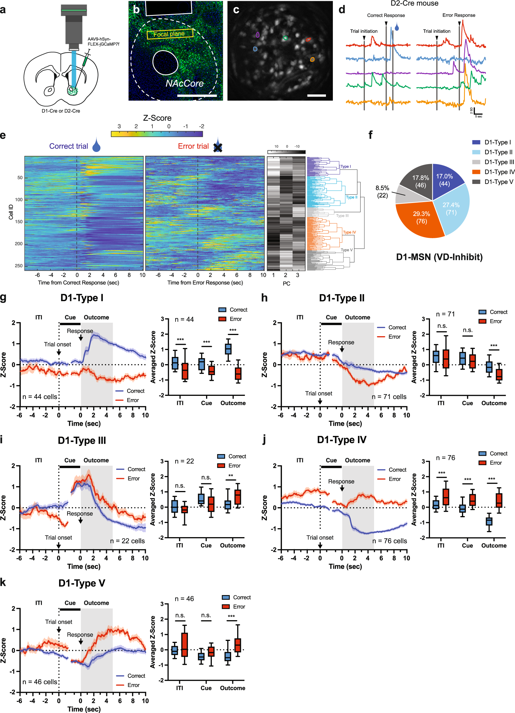 Fig. 2: Individual D1-MSNs are modulated by both response corrects and errors.