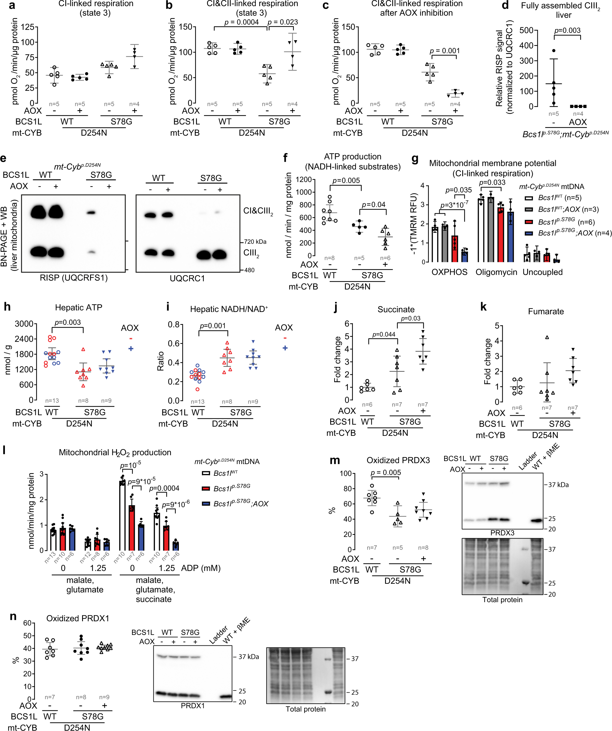 Fig. 5: Effect of AOX on OXPHOS, NAD(H) redox status, and mitochondrial ROS production in Bcs1lp.S78G;mt-Cybp.D254N livers.