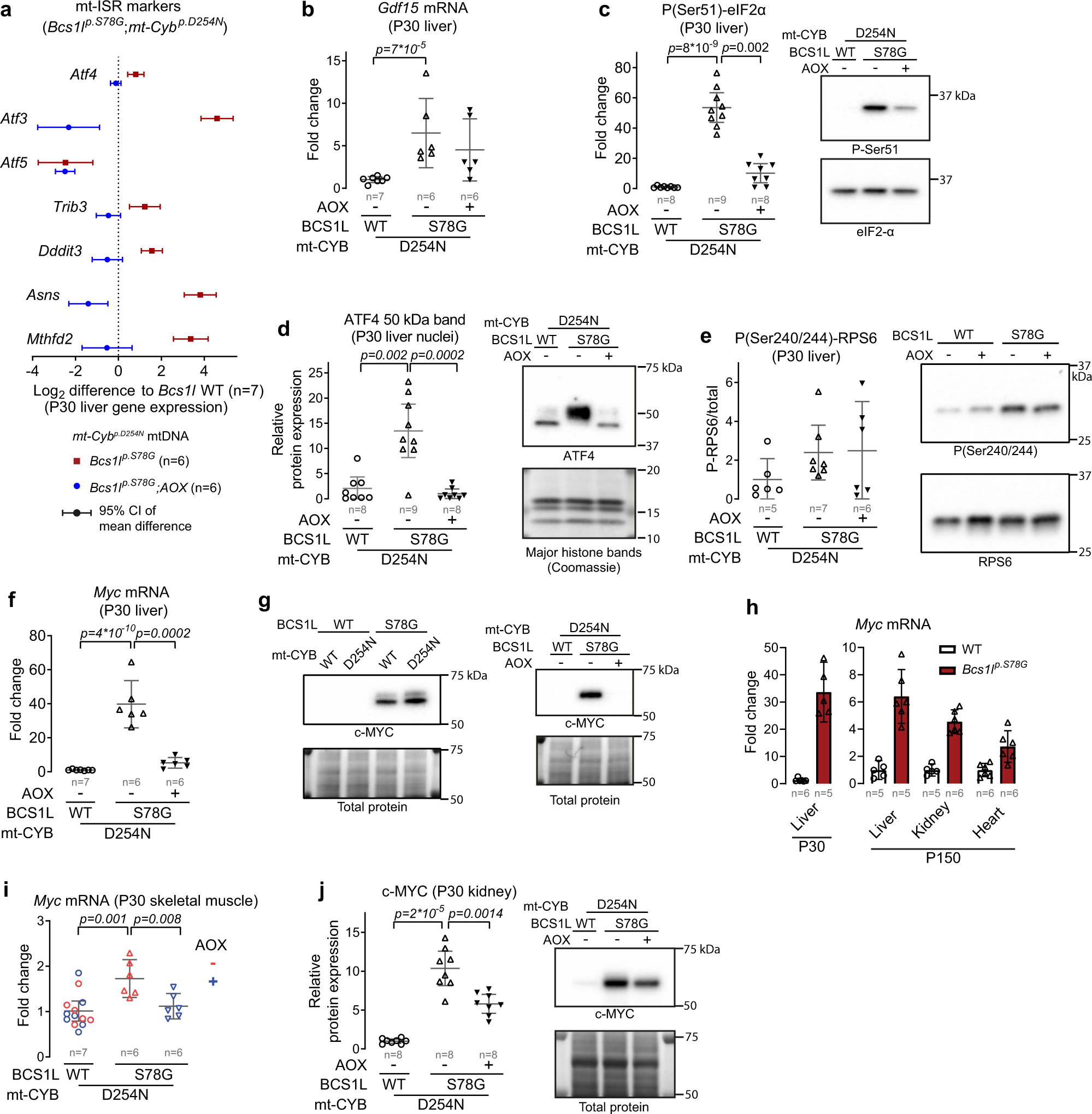 Fig. 7: AOX supresses mitochondrial integrated stress response (mt-ISR) and c-MYC induction.