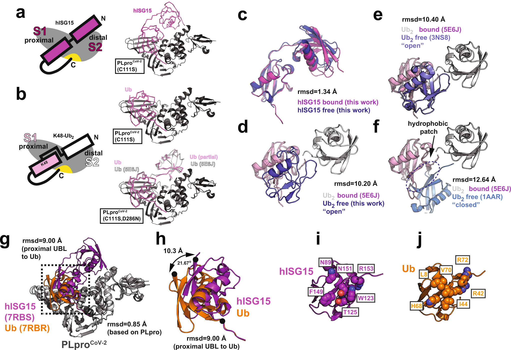 Fig. 2: MX structure of PLproCoV-2 bound to human ISG15 and K48-Ub2 reveals differential usage of distal domains.