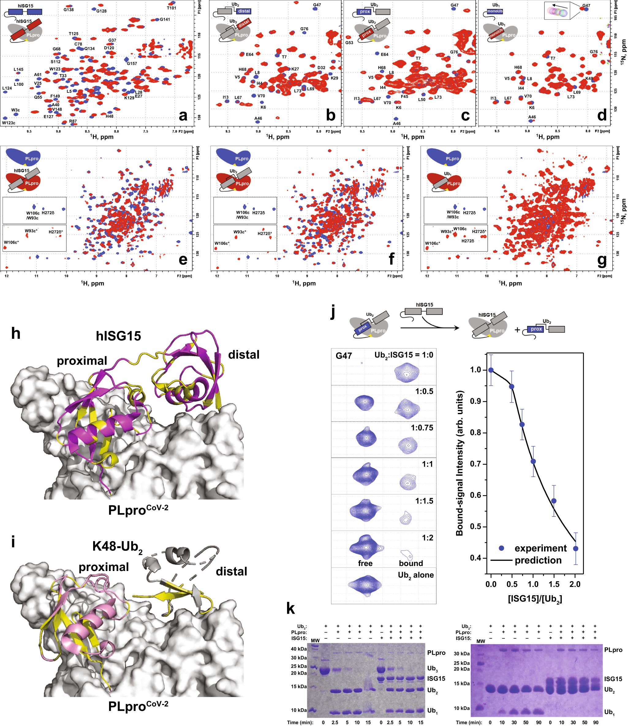 Fig. 3: NMR data showing PLproCoV-2 interactions with hISG15, K48-Ub2, and monomeric Ub.