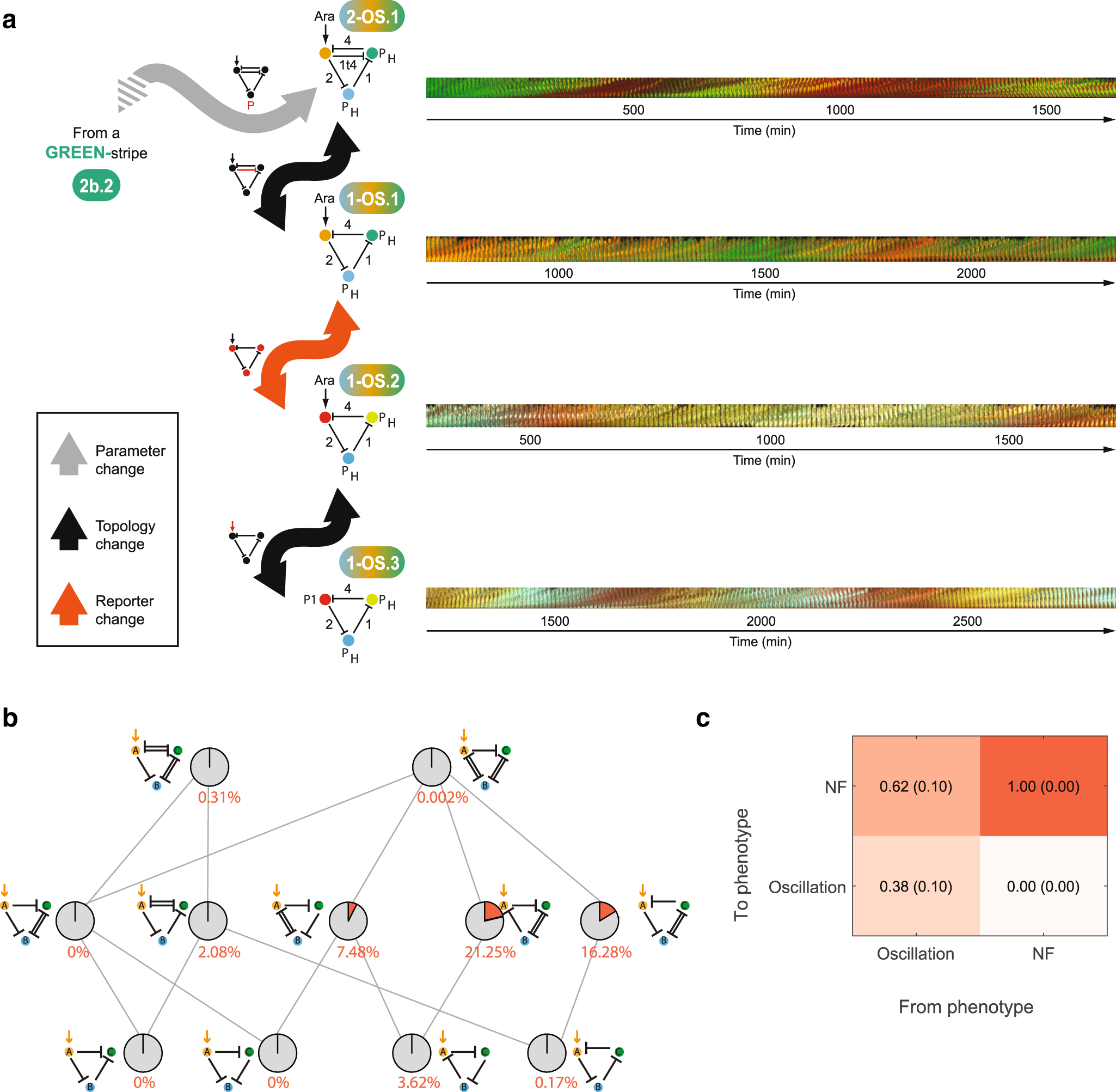 Fig. 7: A synthetic genotype network of oscillatory GRNs.